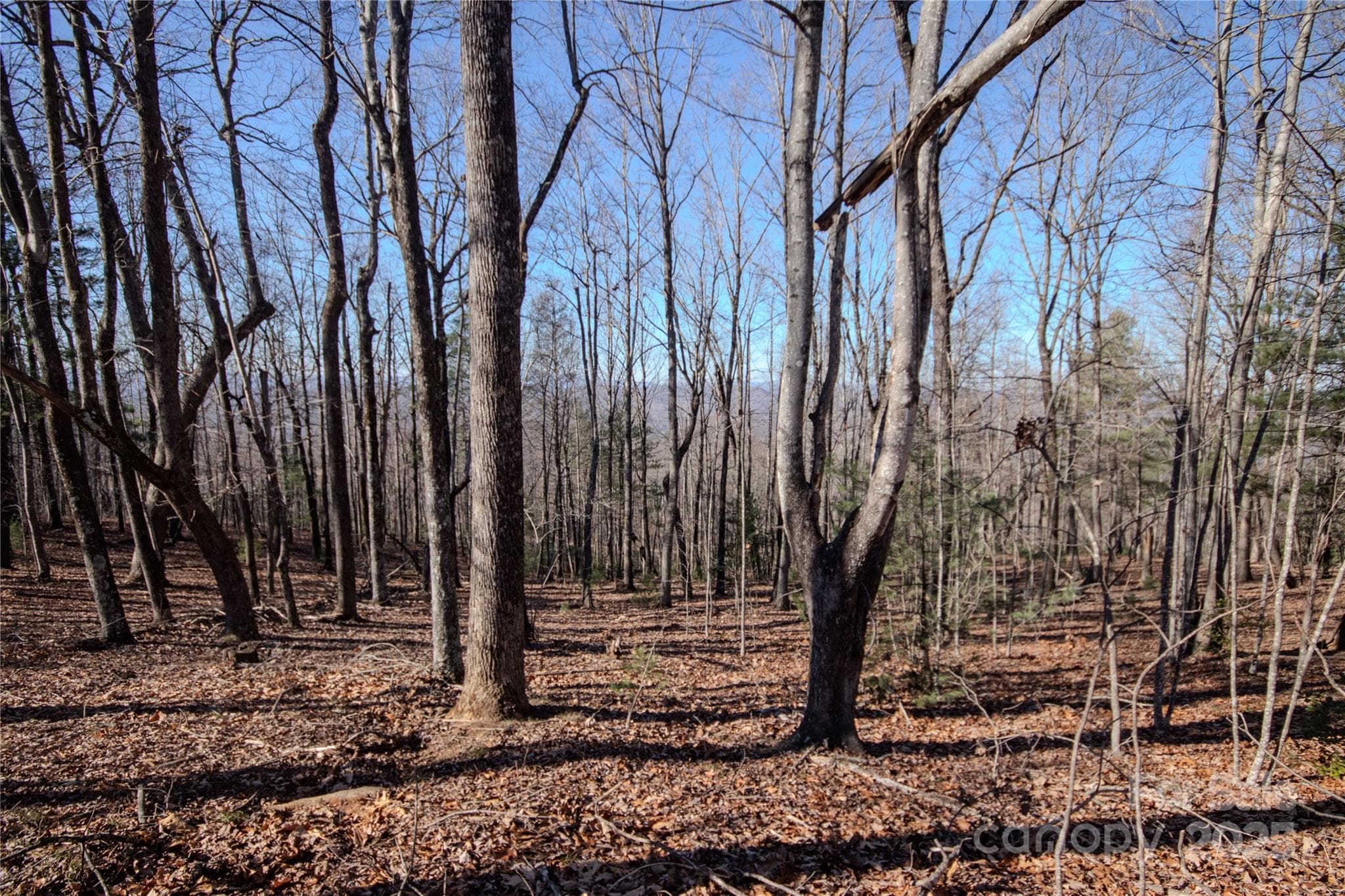 Long Range Views - Lenoir