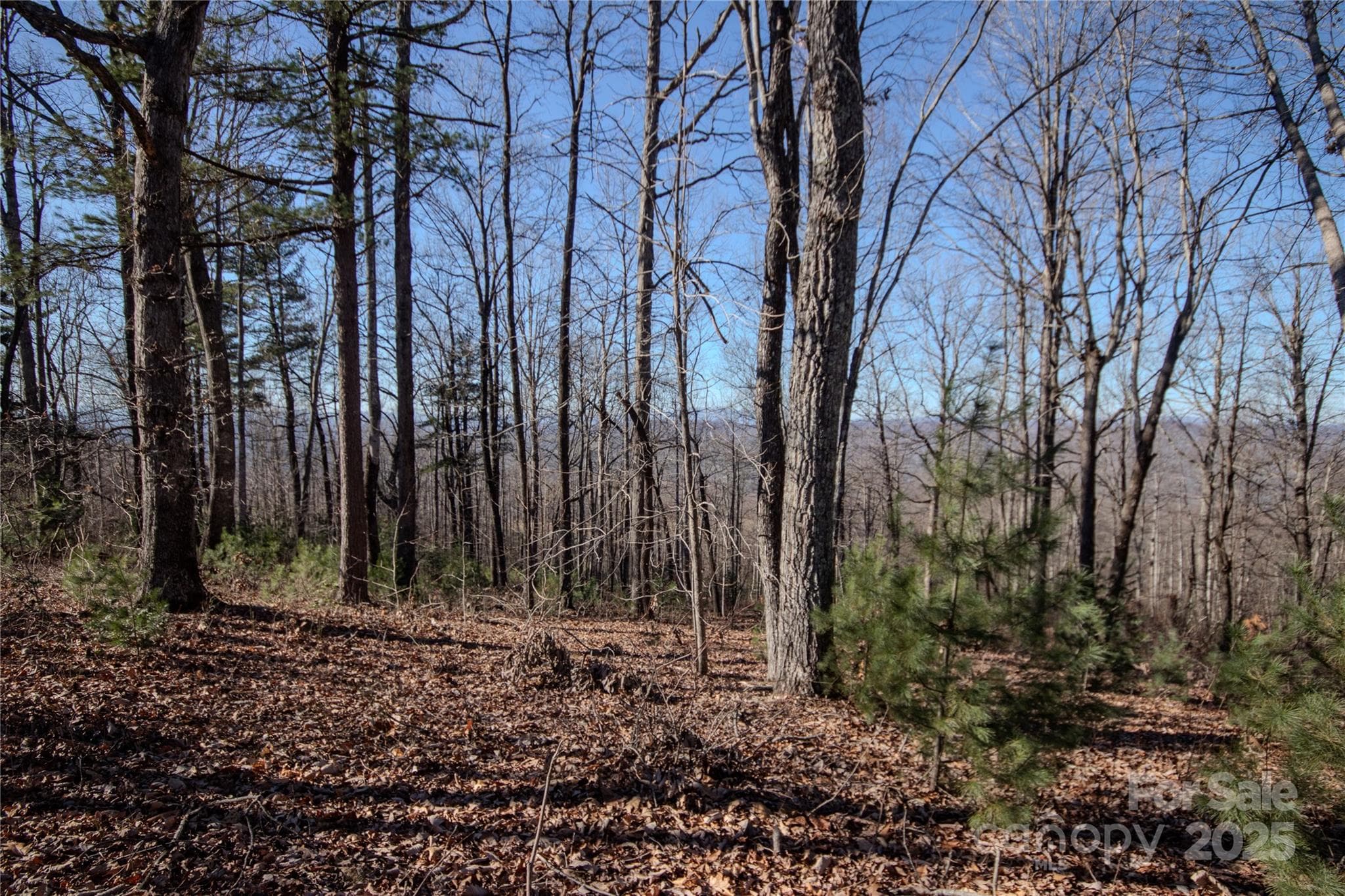 Lot at Lenoir, photo 7 of 7