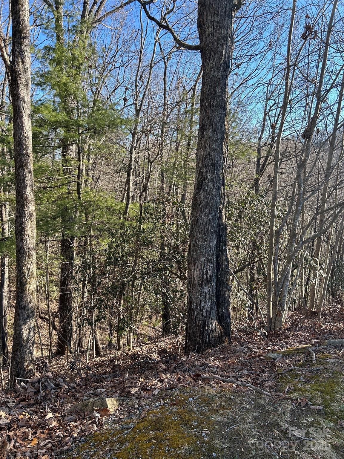 210 Thistlewynd Trail
