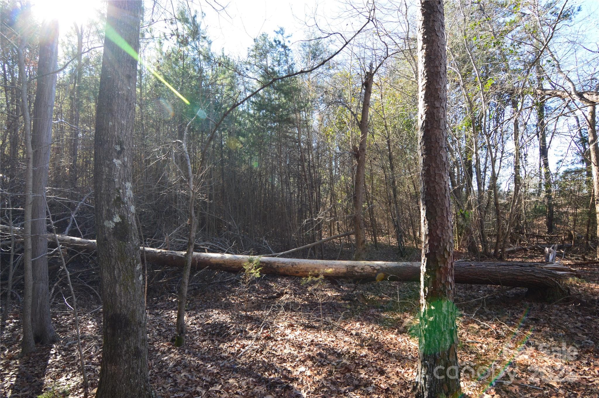 Lot at Belmont, photo 7 of 38
