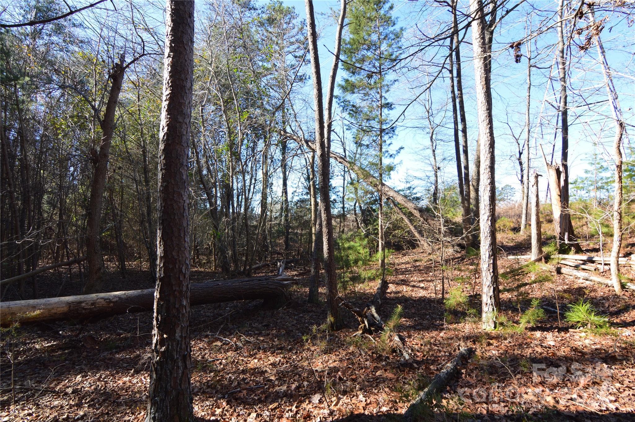 Lot at Belmont, photo 8 of 38