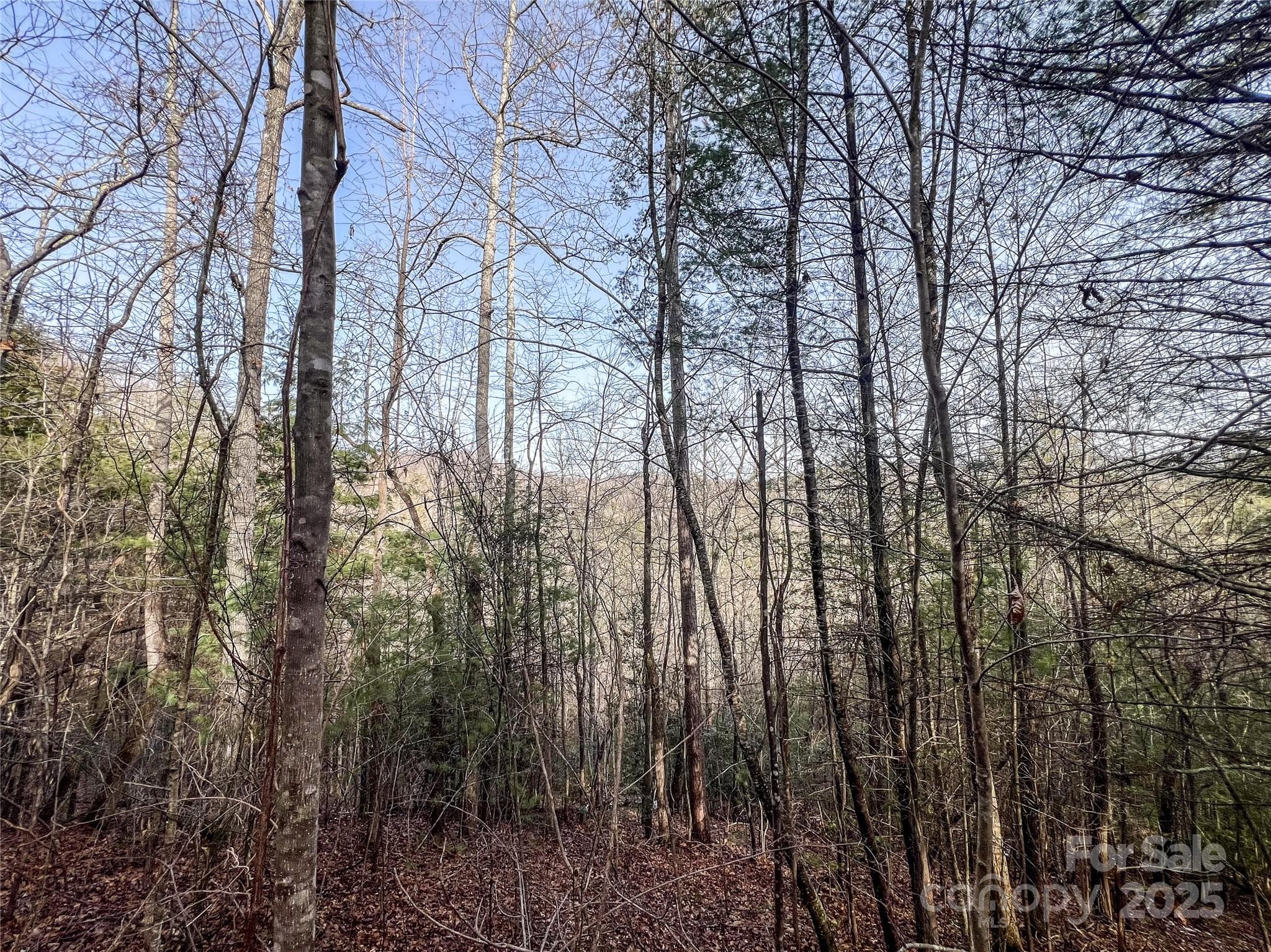 Potential views abound! - Hendersonville