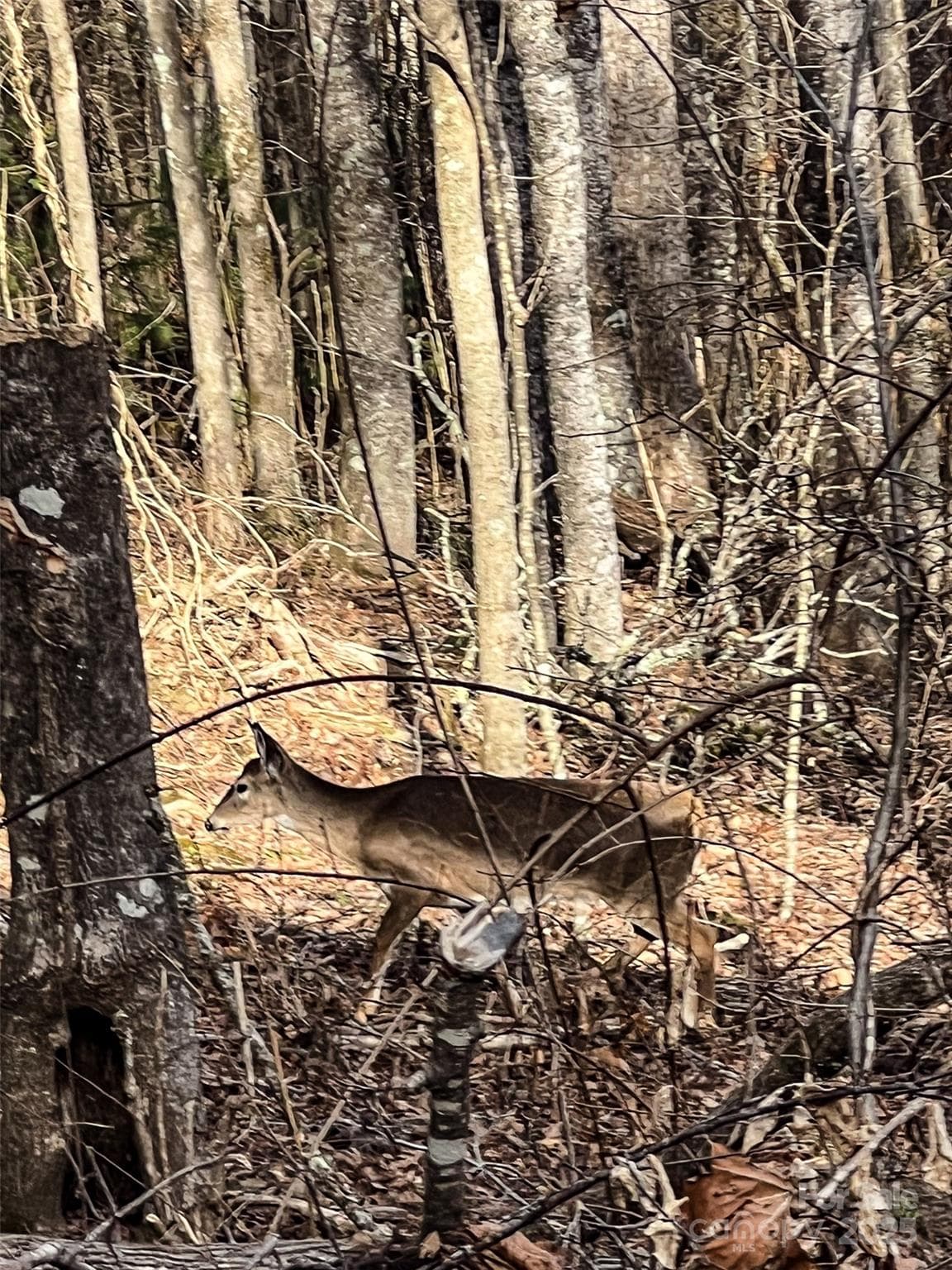 Enjoy the wildlife - Hendersonville