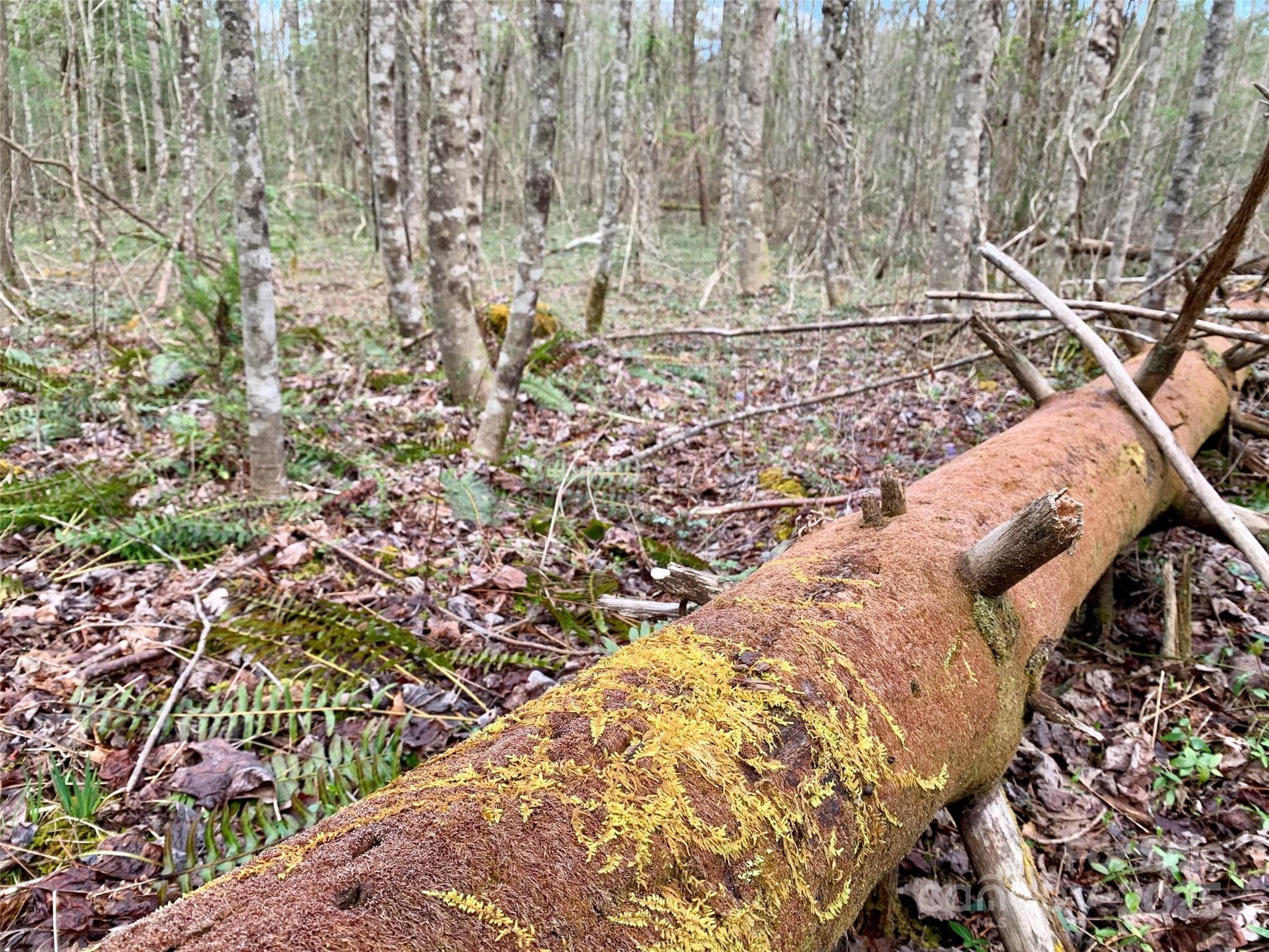 Lot at Lot 64 Peppervine Circle, Rosman, photo 5 of 13
