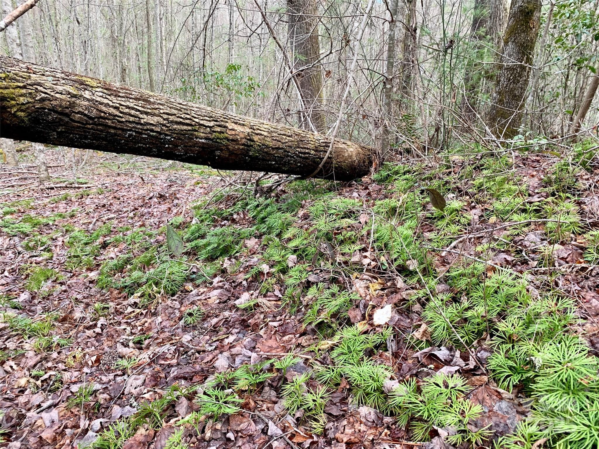 Lot at Lot 64 Peppervine Circle, Rosman, photo 7 of 13