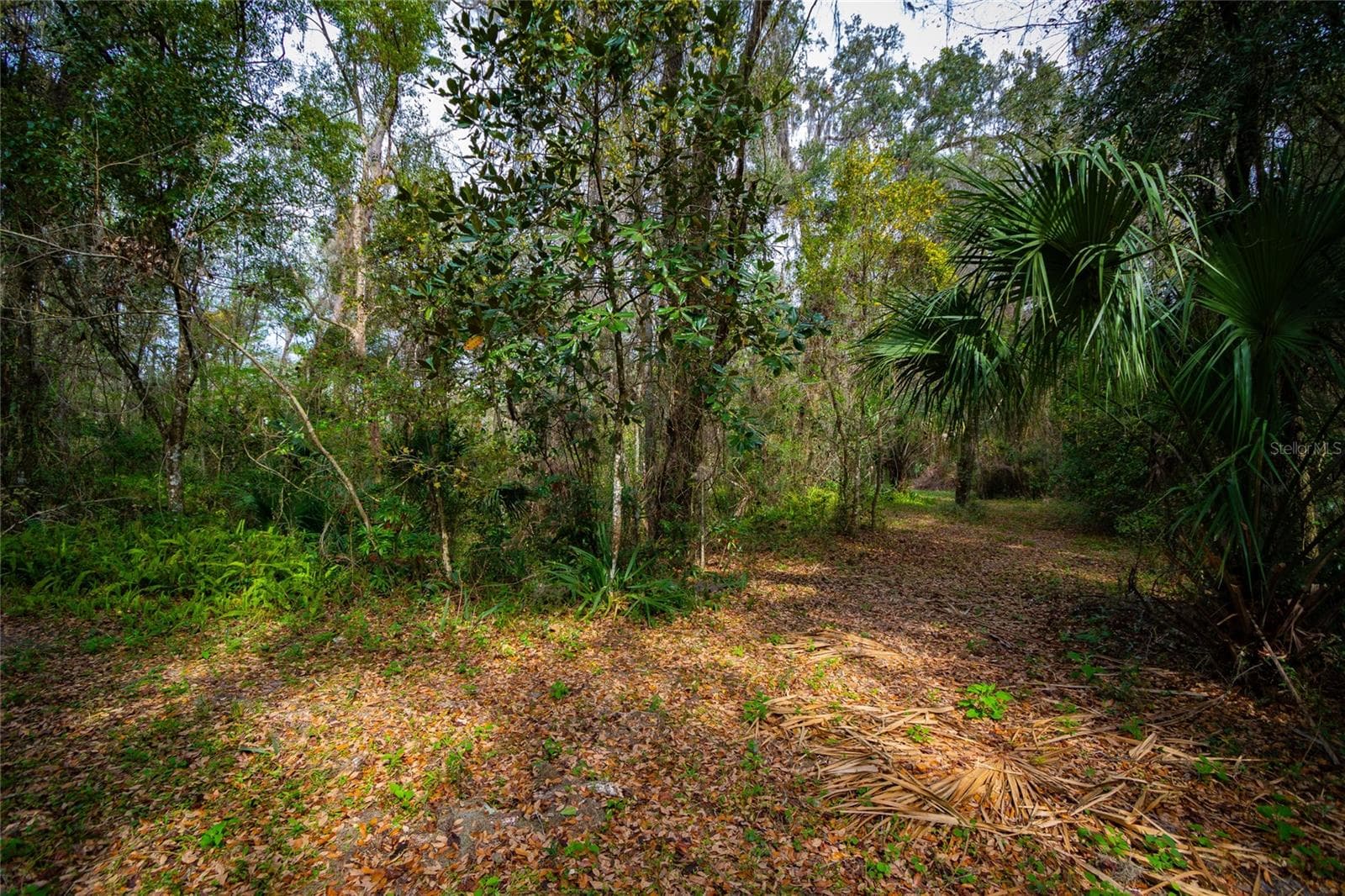 Land at 7822 CR 647, BUSHNELL, photo 4 of 29