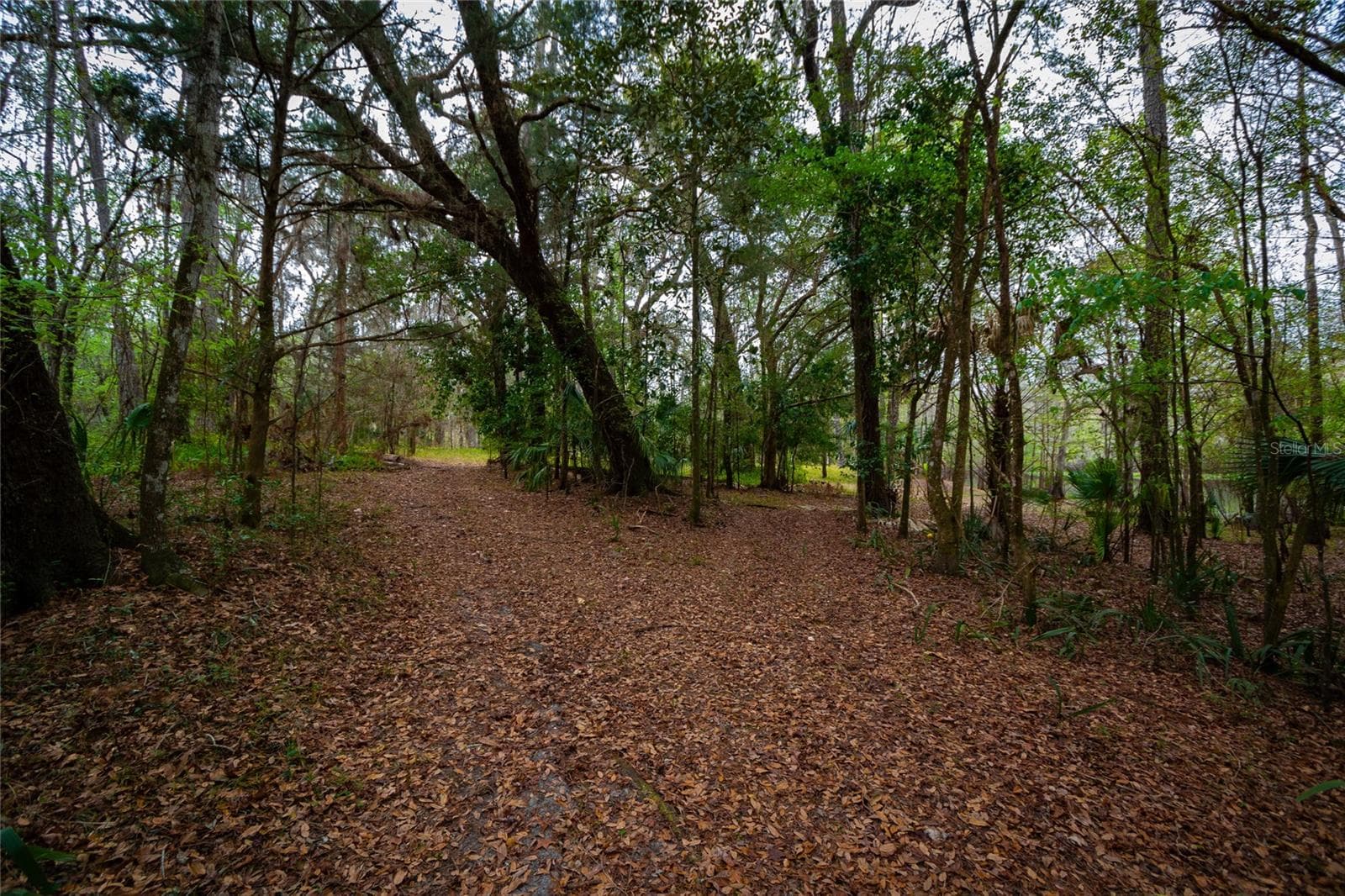 Land at 7822 CR 647, BUSHNELL, photo 5 of 29