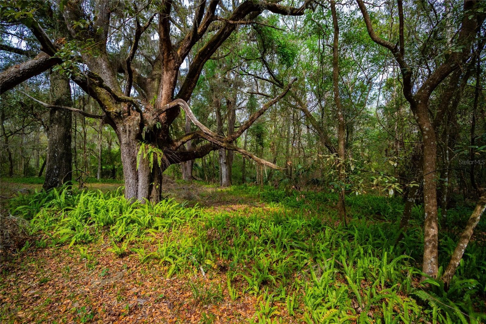 Land at 7822 CR 647, BUSHNELL, photo 16 of 29