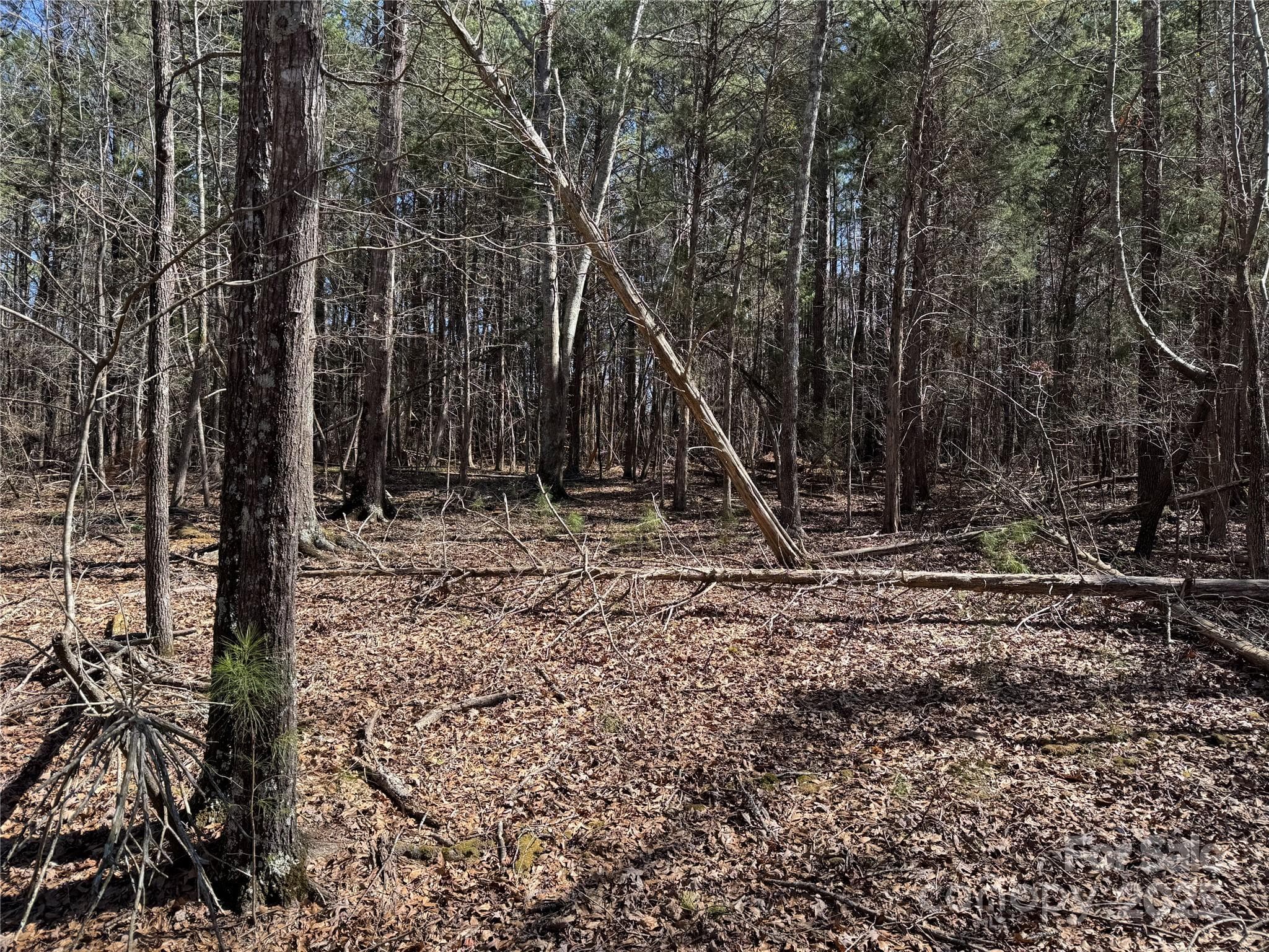 View of homesite - 1905 Bechtler Road, Edgemoor