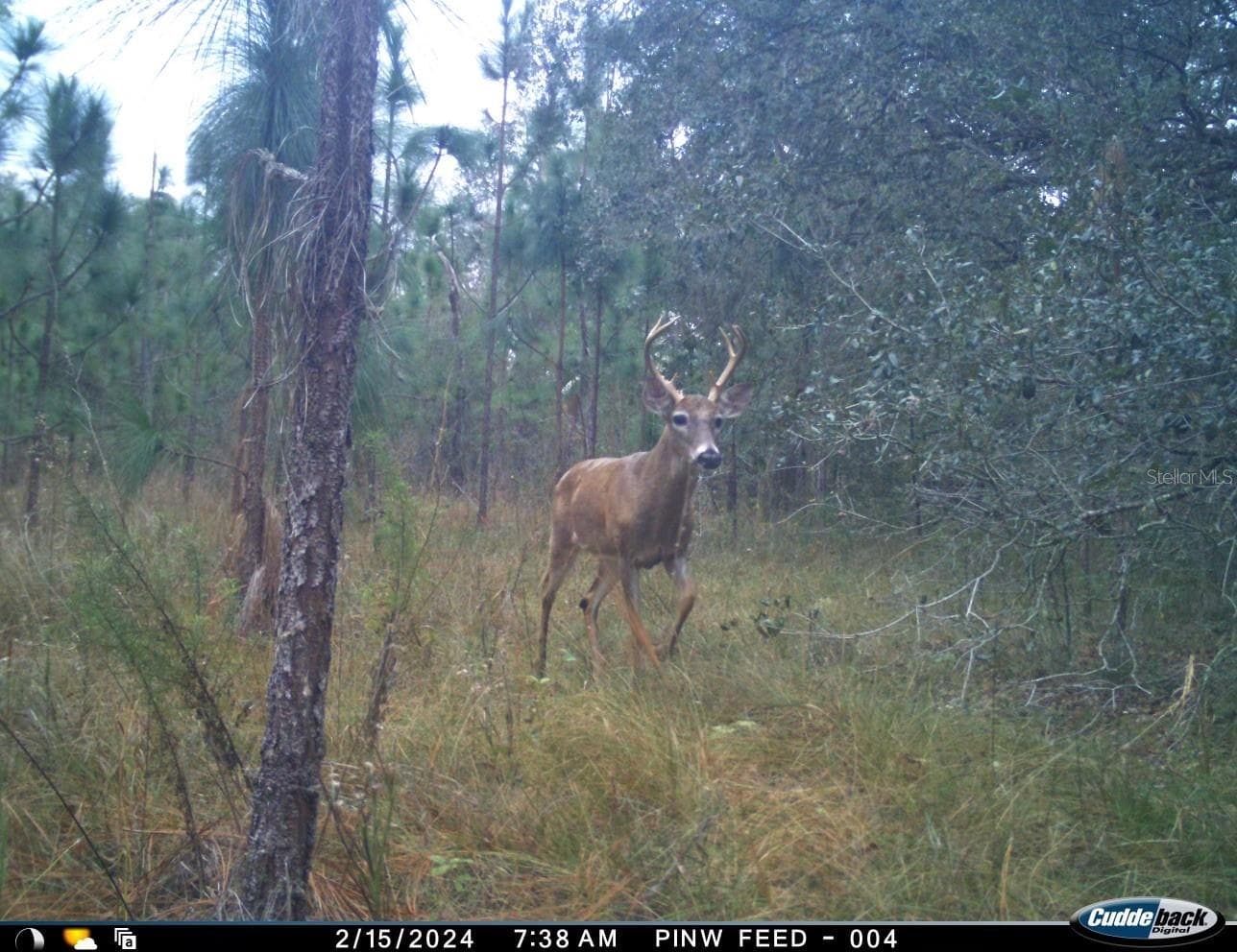 Loads of wildlife - 01 UNNAMED, SPRING HILL