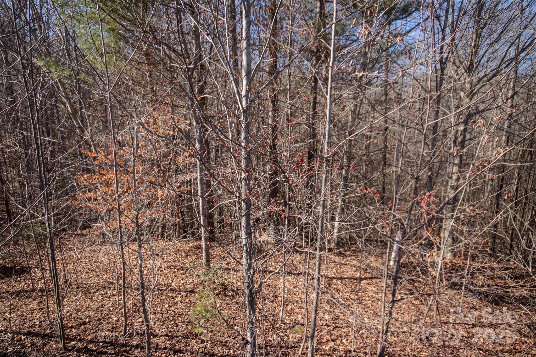 Lot at Lenoir, photo 3 of 4
