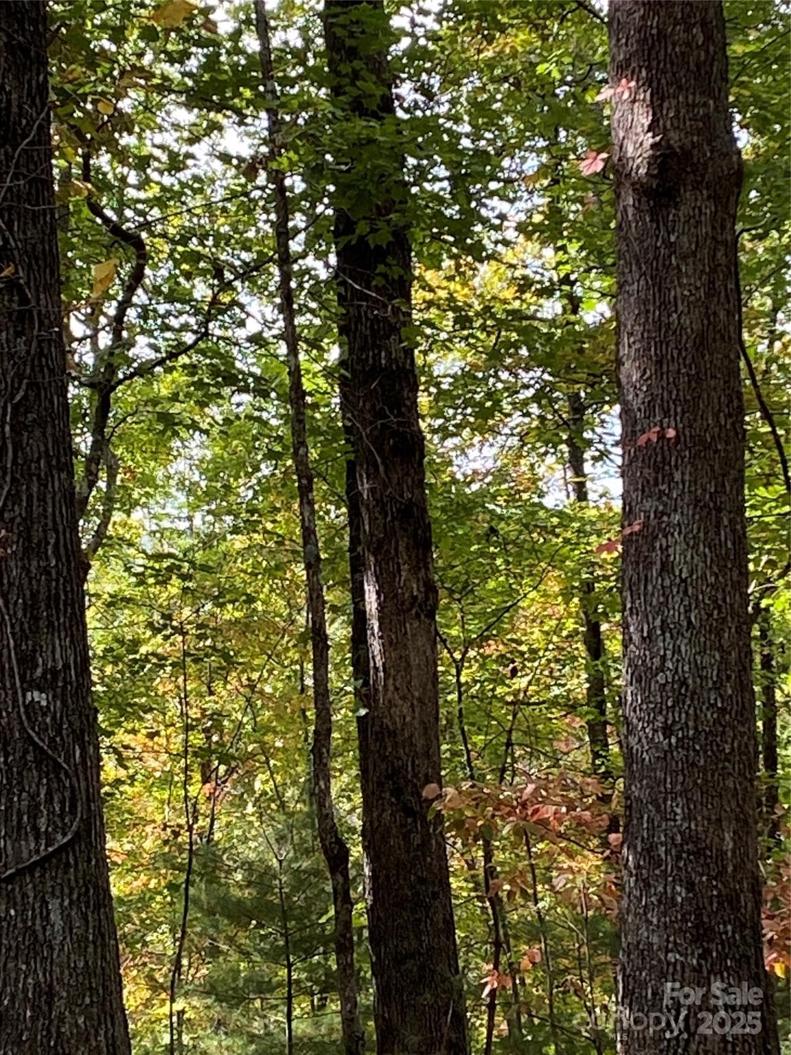 Secluded with nice trees - Nebo