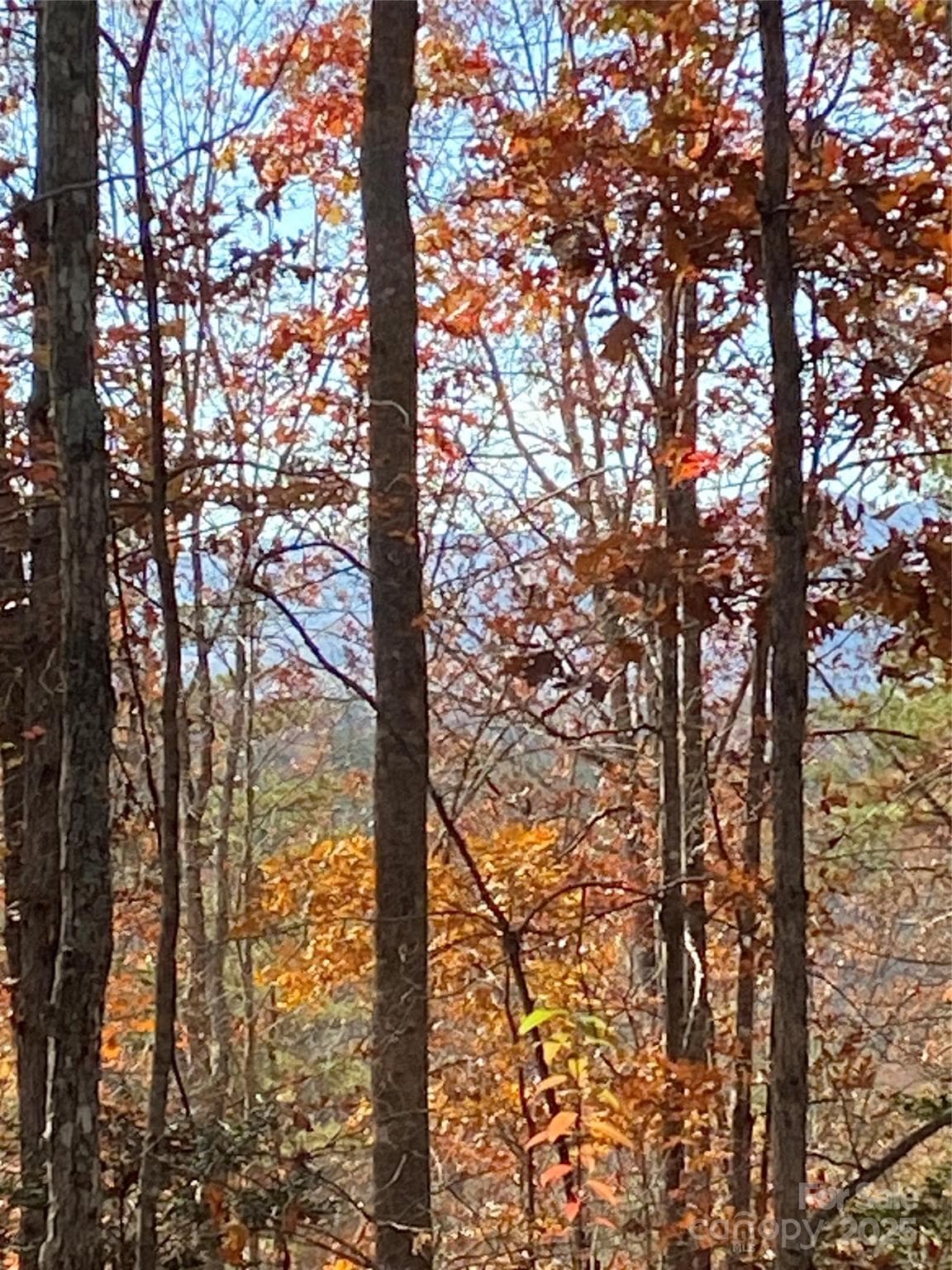 Lot at Nebo, photo 4 of 20