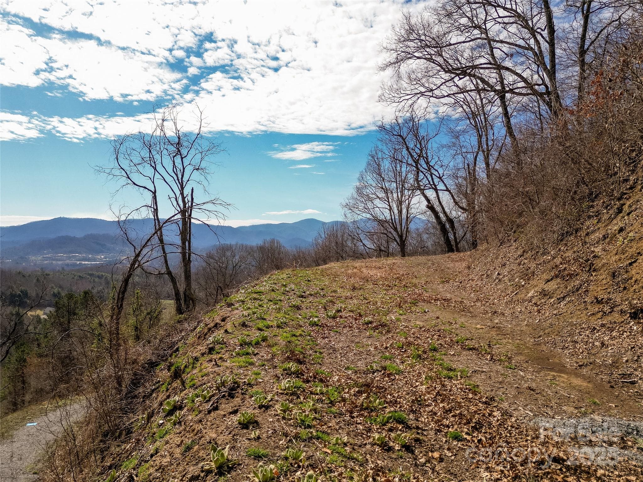 Driveway and proposed build site - Waynesville