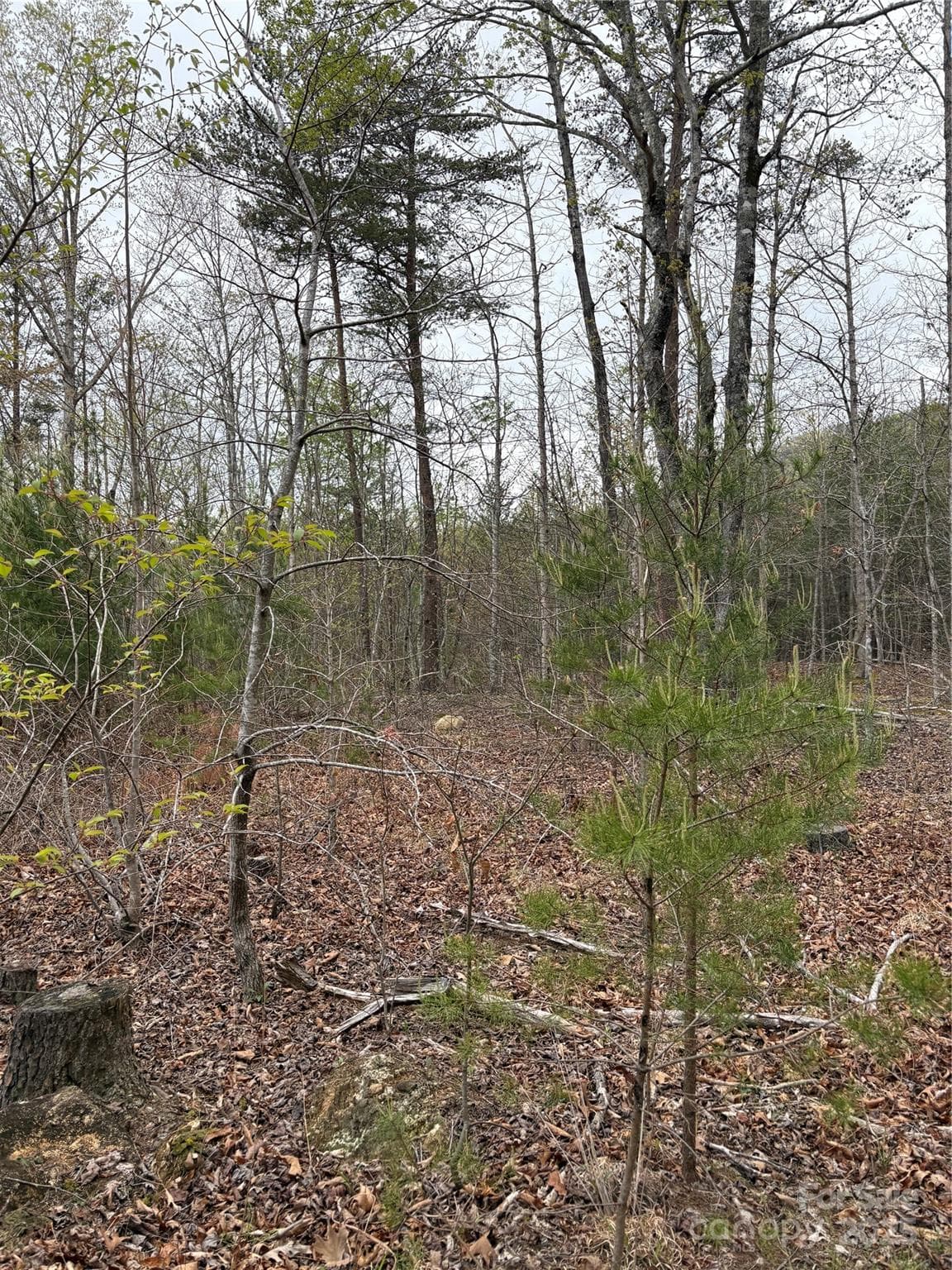 Acreage at Mill Spring, photo 5 of 8