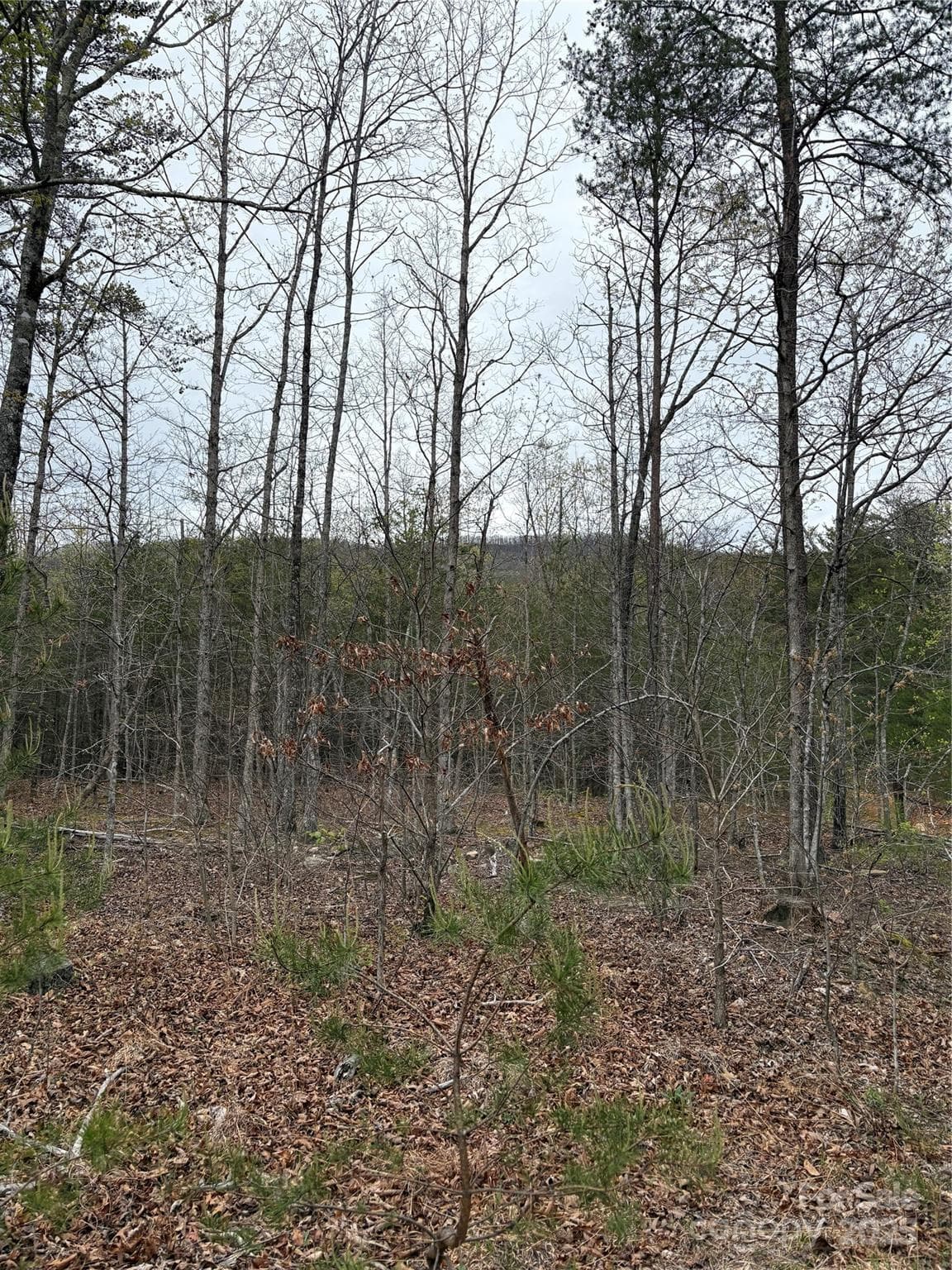 Acreage at Mill Spring, photo 6 of 8