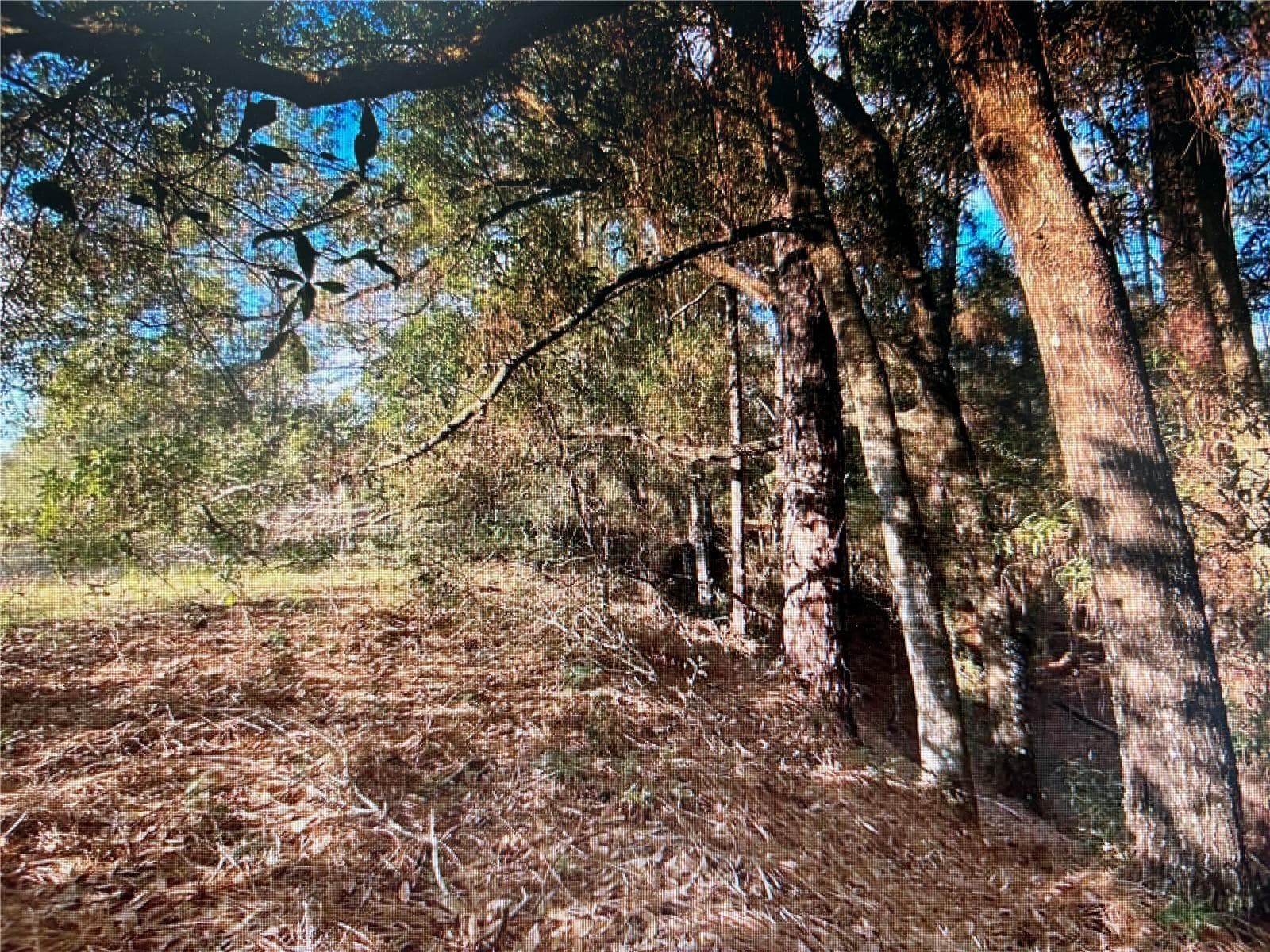 Land at 7373 E SAVANNAH CT, FLORAL CITY, photo 4 of 37
