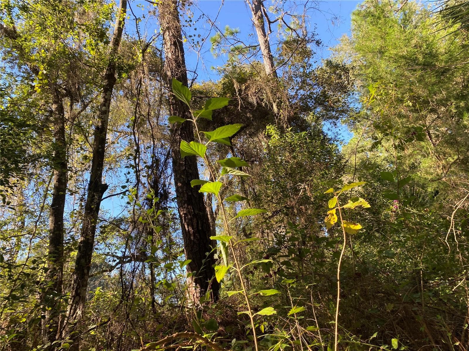 Land at 7373 E SAVANNAH CT, FLORAL CITY, photo 7 of 37