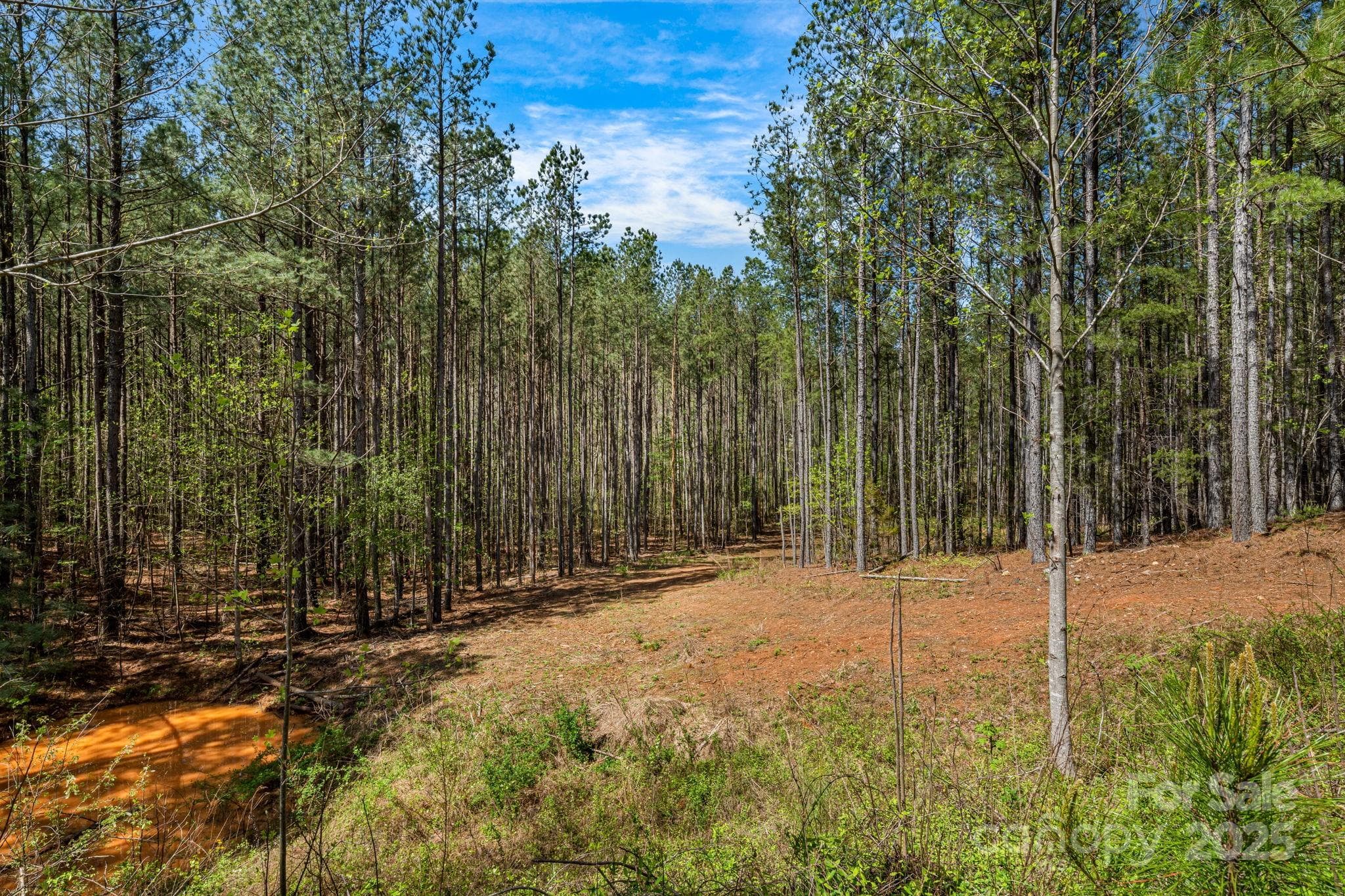 View from bottom of driveway looking across the lot from the street. The roughed in driveway slightly curves to the right just around the trees to the open area. - Mill Spring