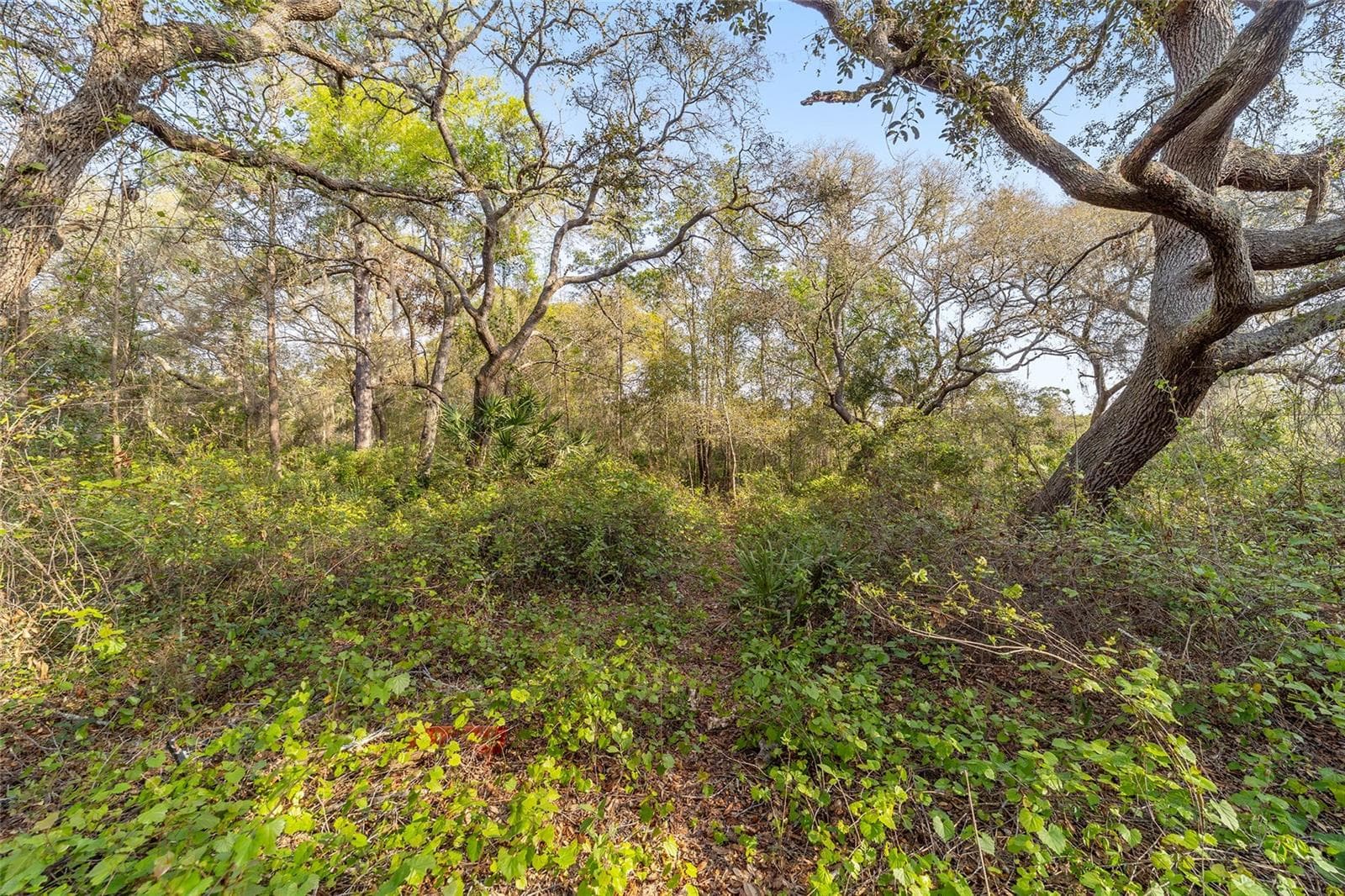 Land at 475 FISHER RD, OCKLAWAHA, photo 4 of 26