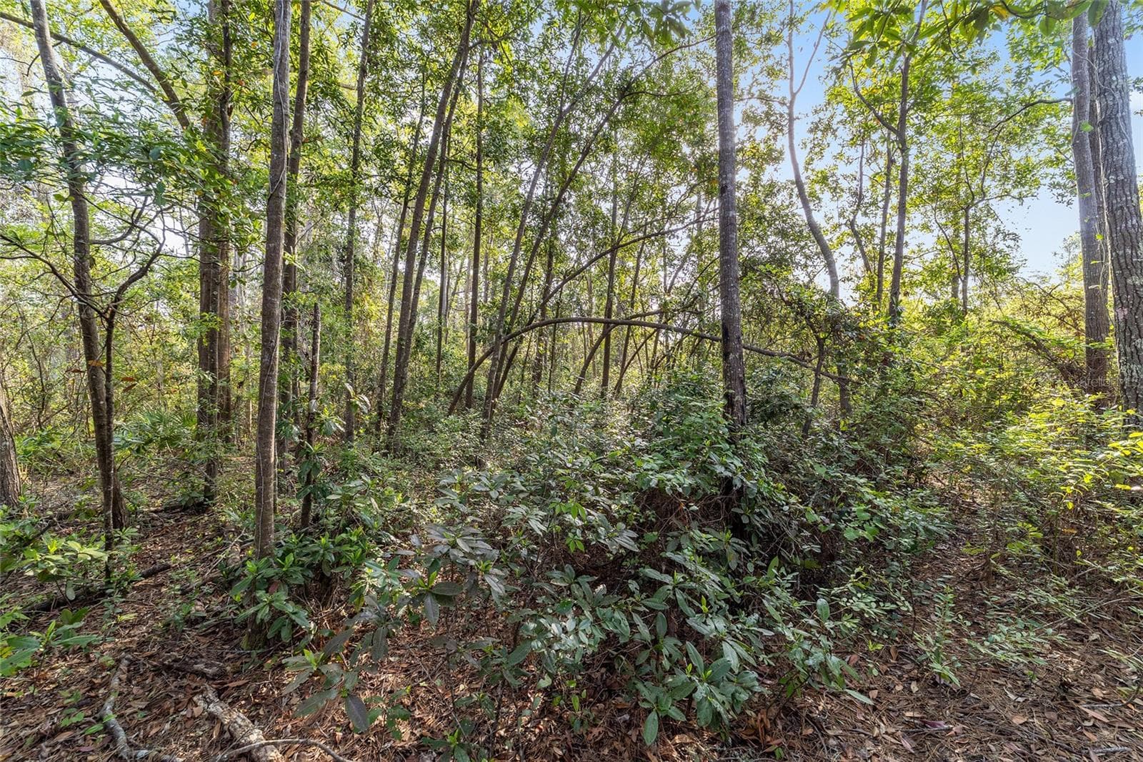 Land at 475 FISHER RD, OCKLAWAHA, photo 19 of 26