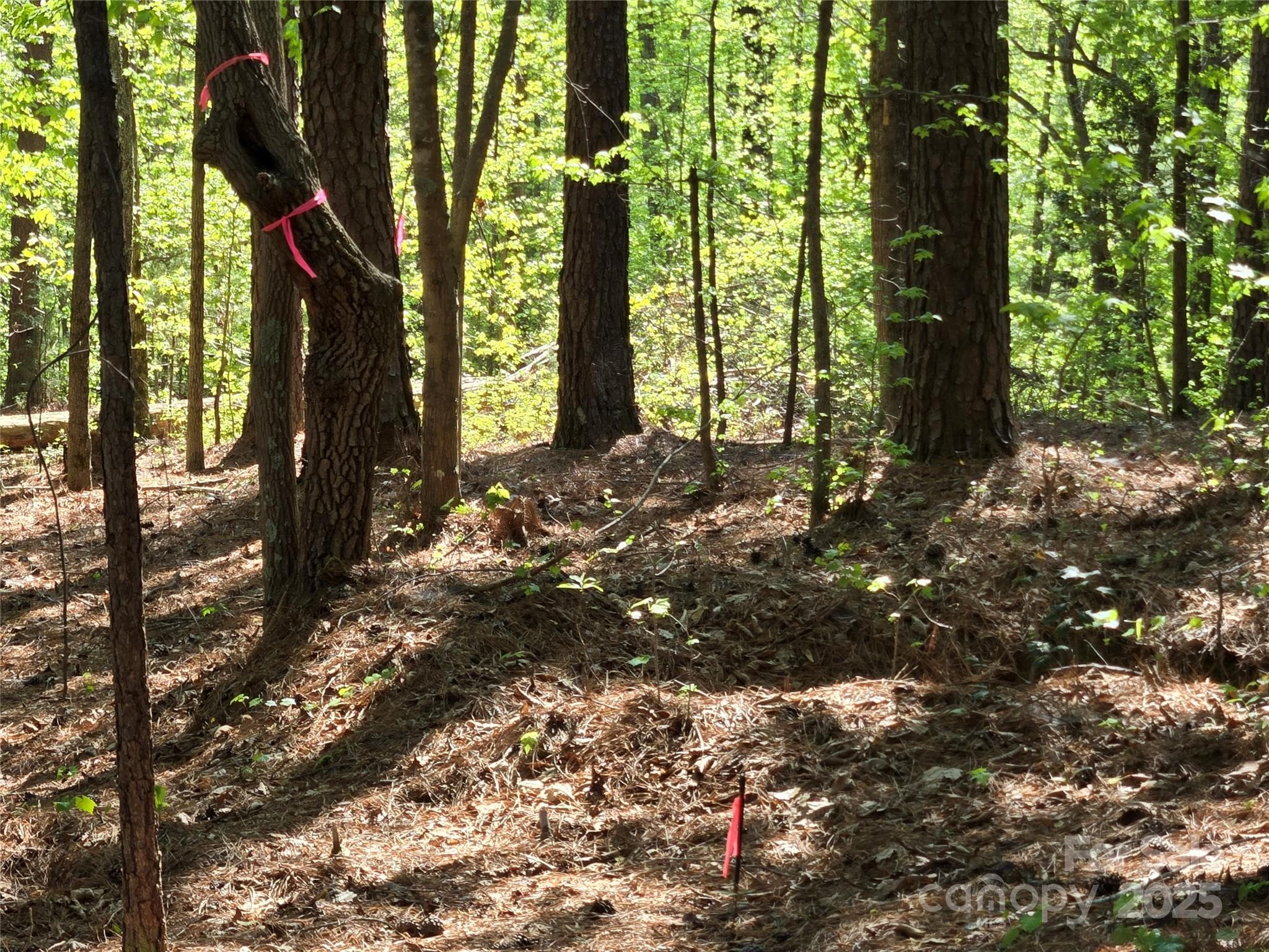 Recent survey markers along the southern lot line. - 133 Badin View Drive, Badin Lake