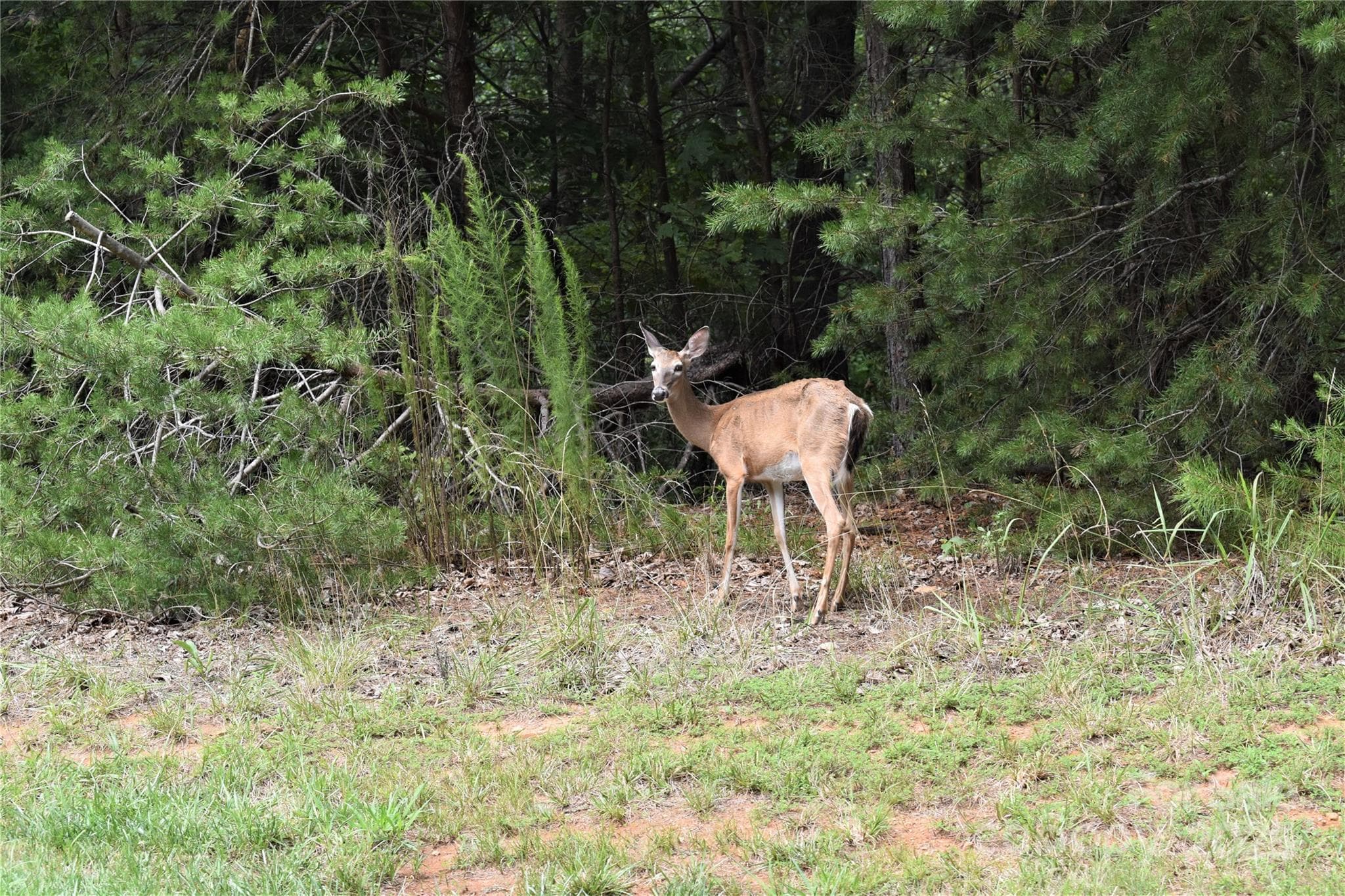 Deer inside Heron Bay. - 133 Badin View Drive, Badin Lake