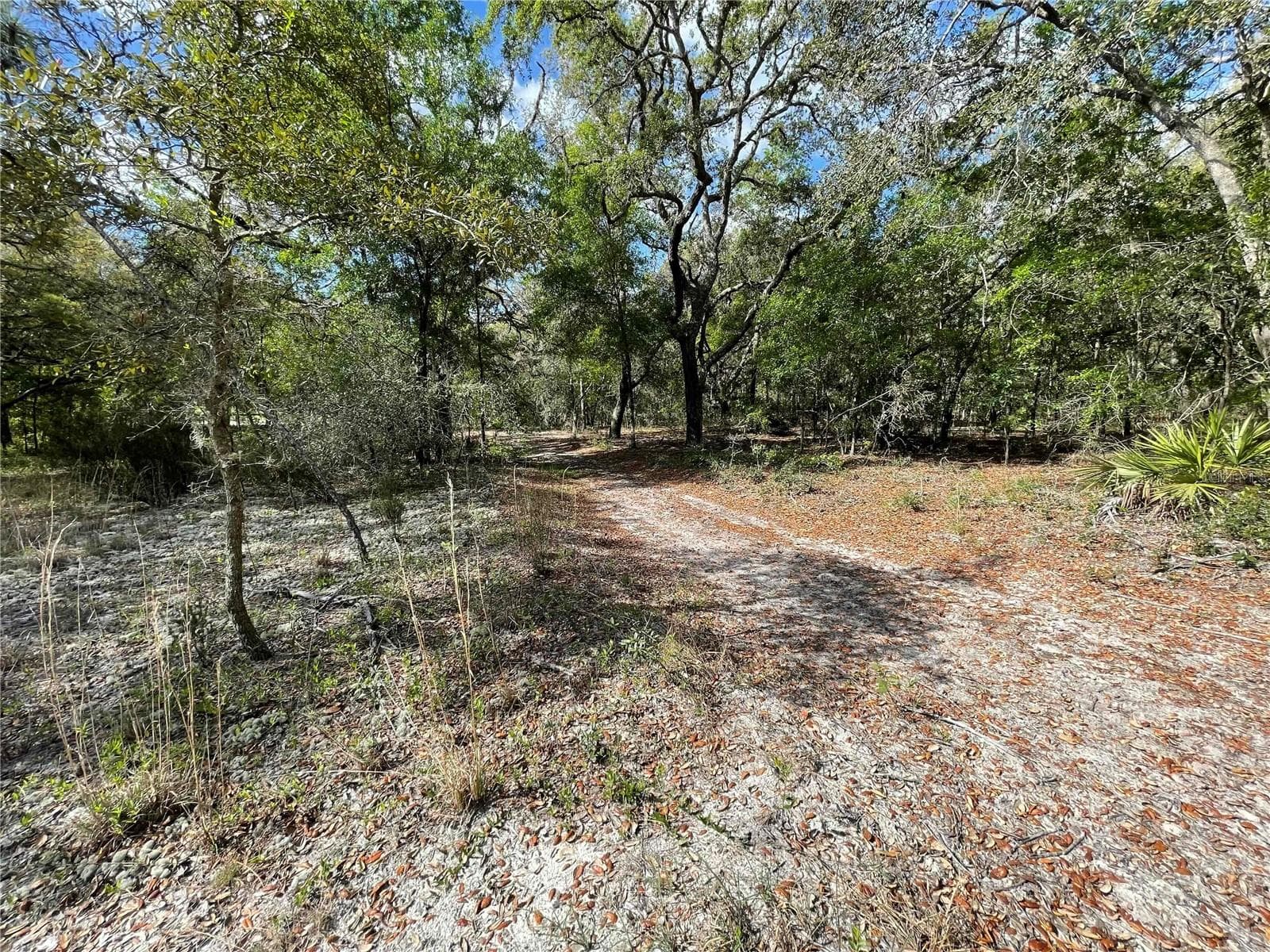 Access to the Goethe Forest on the back of the property - 1550 SE 111TH CT, MORRISTON
