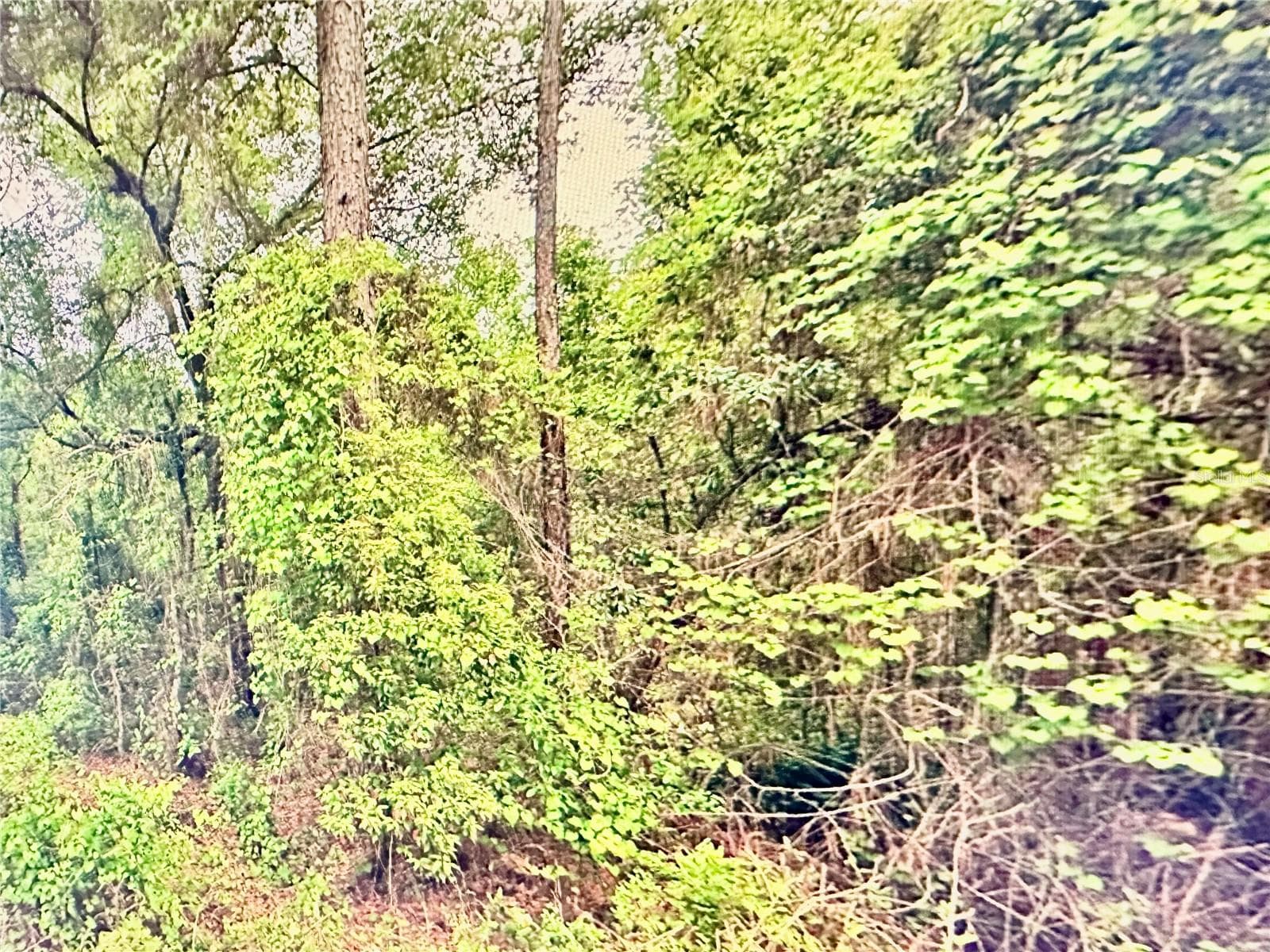 Land at 219 KINGSTON BLVD, SATSUMA, photo 9 of 10
