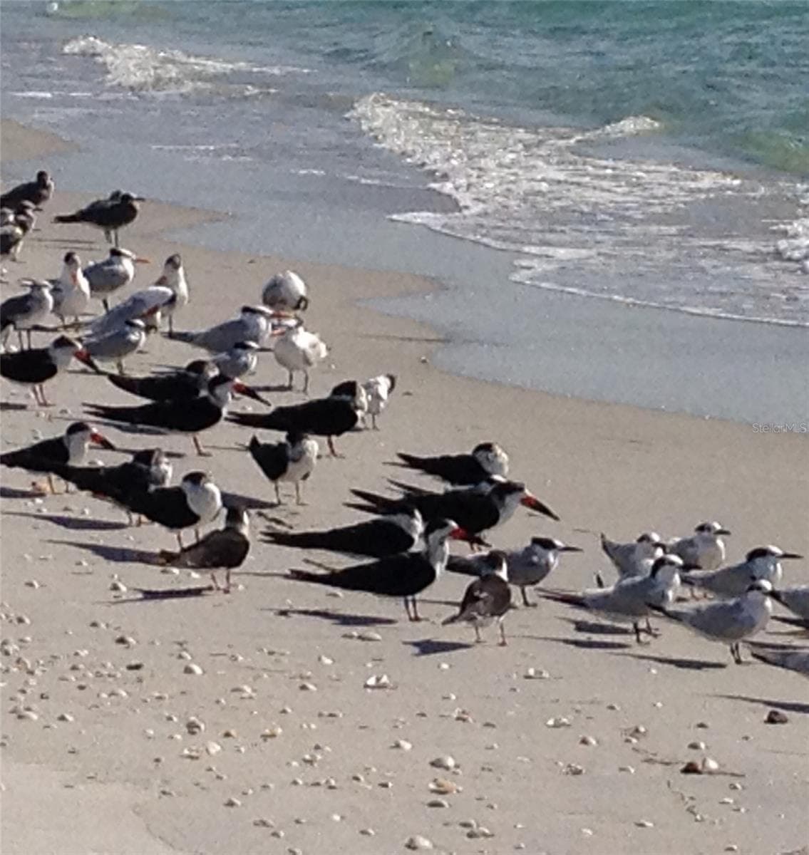 Birds on the Beach. - 301 S GULF BLVD #3, PLACIDA