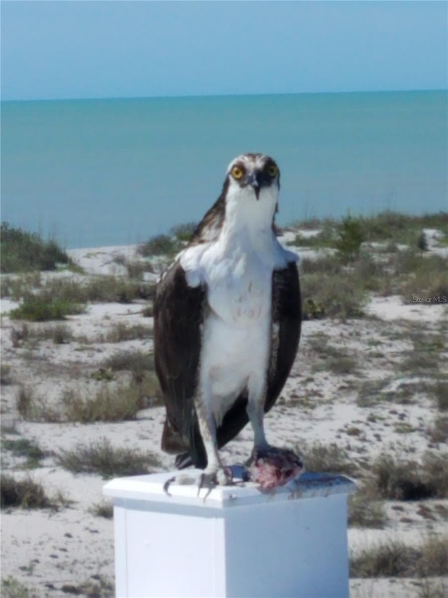 Osprey. - 301 S GULF BLVD #3, PLACIDA