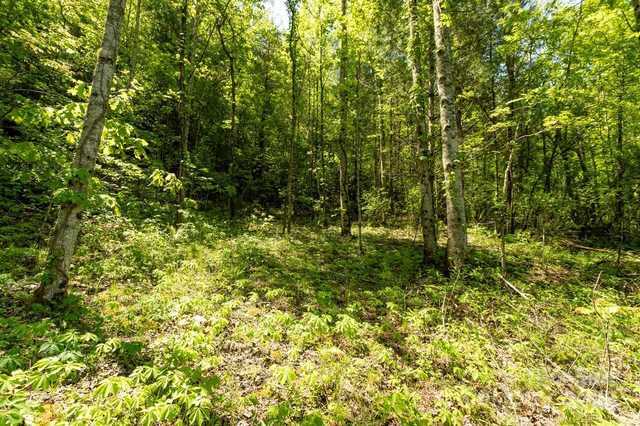 Acreage at Sylva, photo 3 of 20