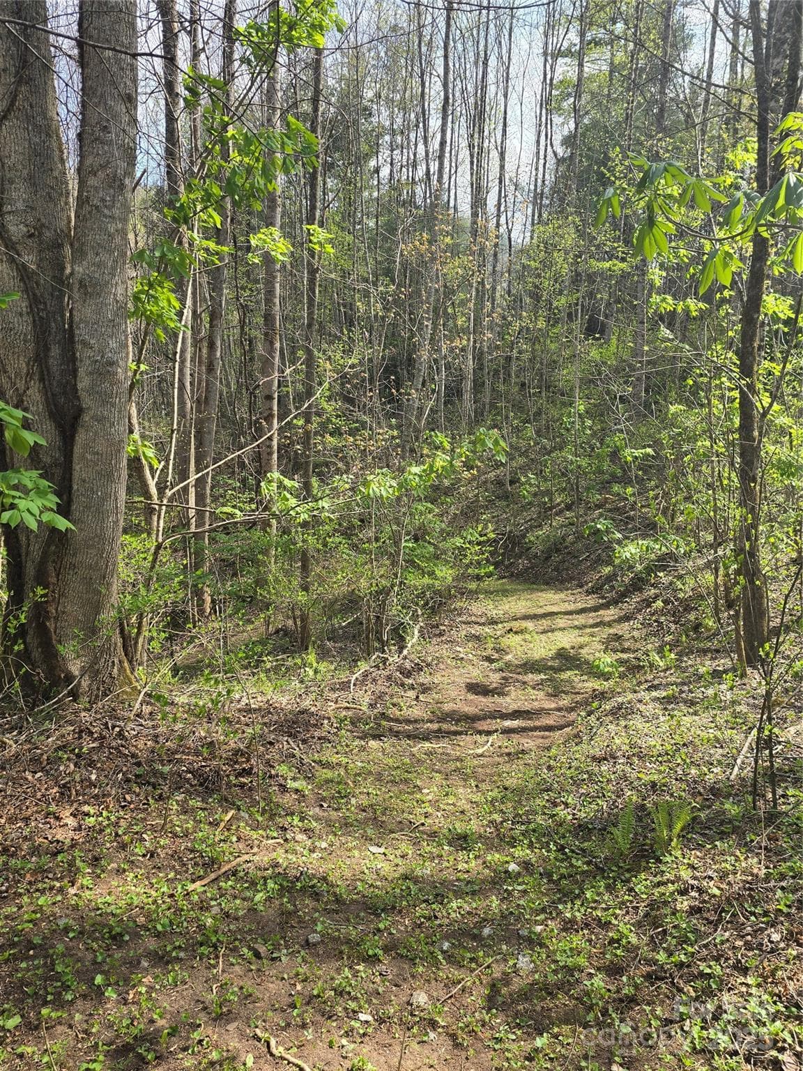New Trail Cut from HOA Trail on adjoining lot 12 down through lot 13 to the river - Lot 13 Hares Ear Lane, Tuckasegee