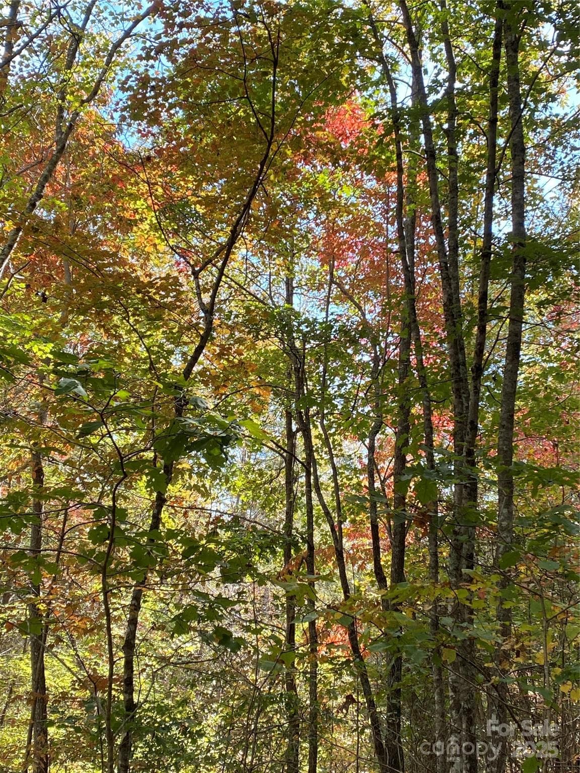 Lot at Lake Lure, photo 10 of 20