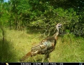 Land at 01 UNNAMED, SPRING HILL, photo 25 of 100
