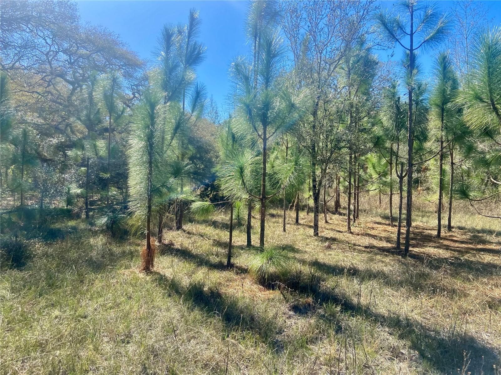 Land at 01 UNNAMED, SPRING HILL, photo 59 of 100