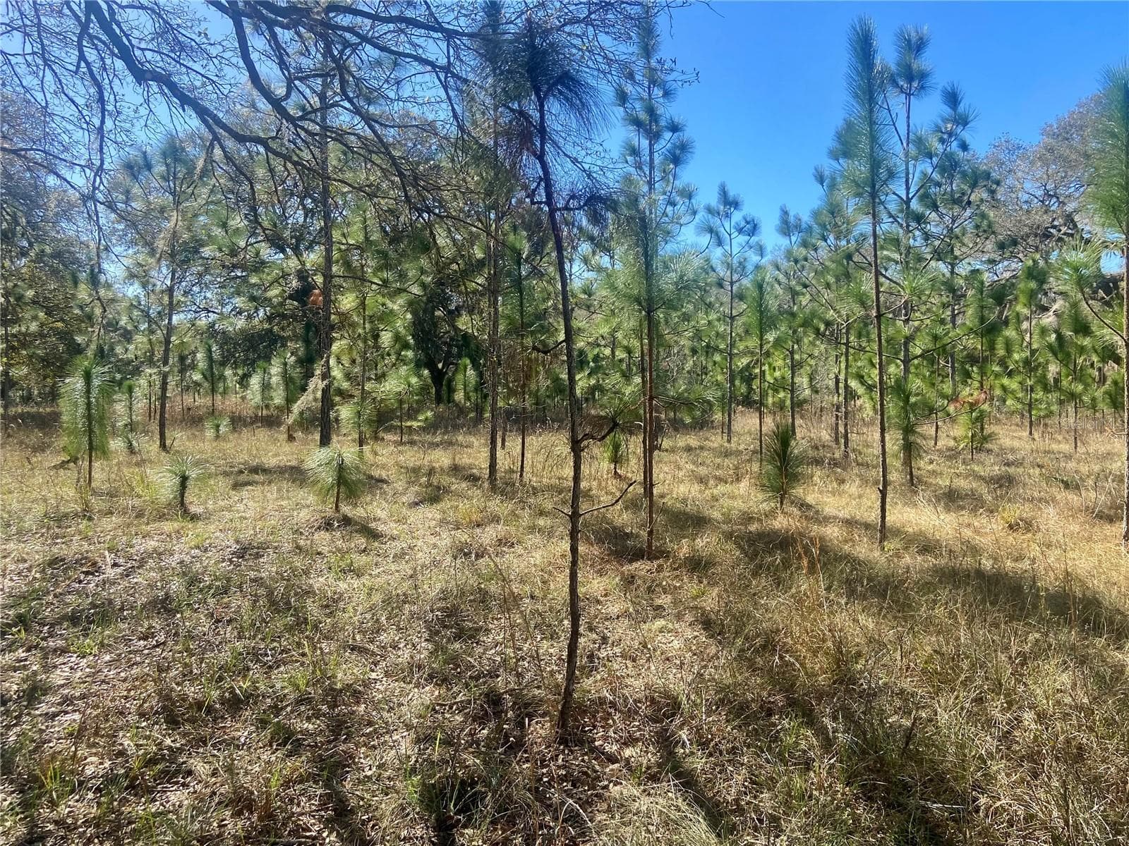 Land at 01 UNNAMED, SPRING HILL, photo 64 of 100