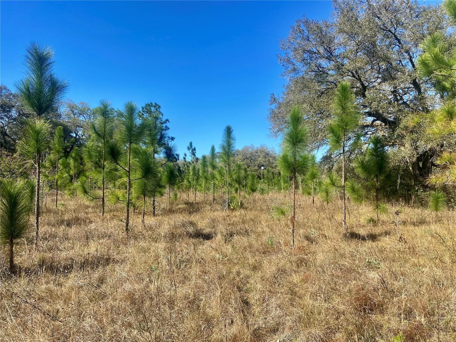 Land at 01 UNNAMED, SPRING HILL, photo 70 of 100
