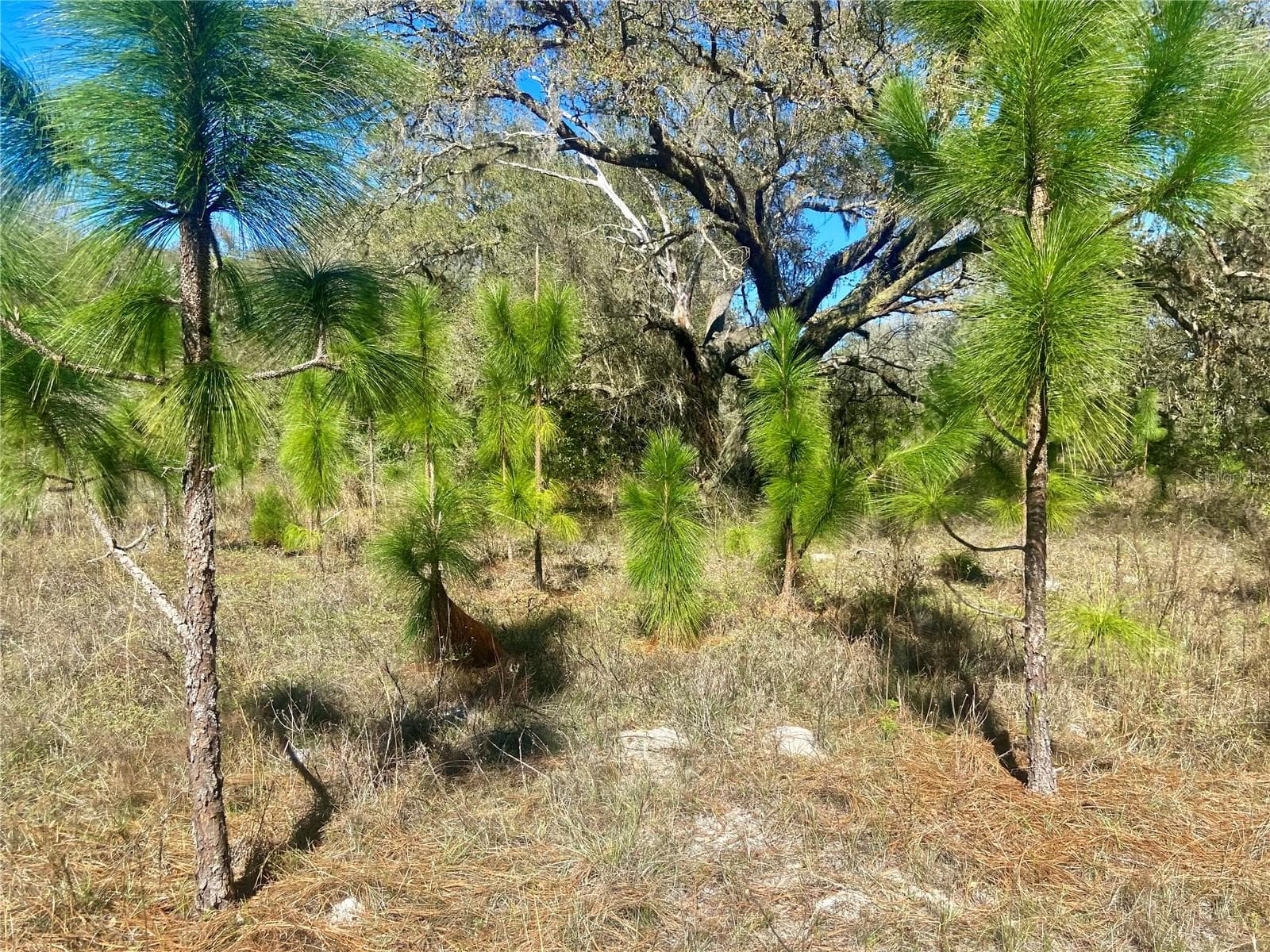 Land at 01 UNNAMED, SPRING HILL, photo 78 of 100