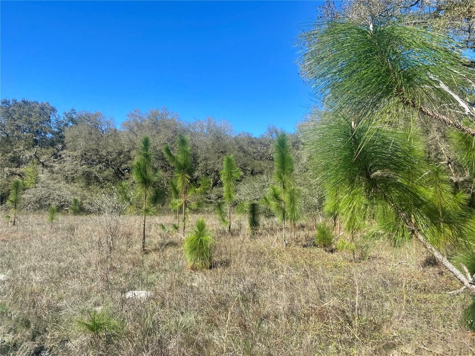 Land at 01 UNNAMED, SPRING HILL, photo 79 of 100
