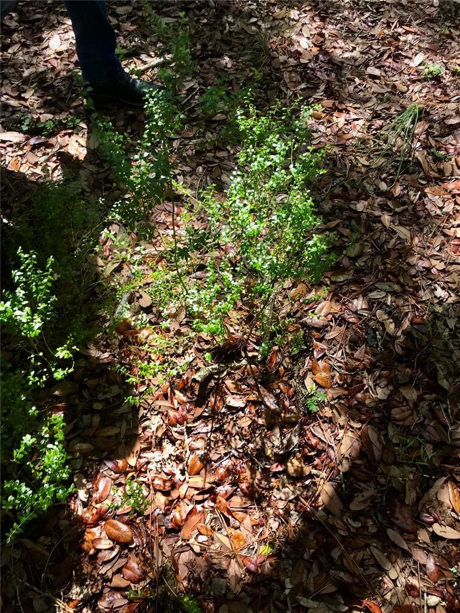 Land at 01 UNNAMED, SPRING HILL, photo 98 of 100