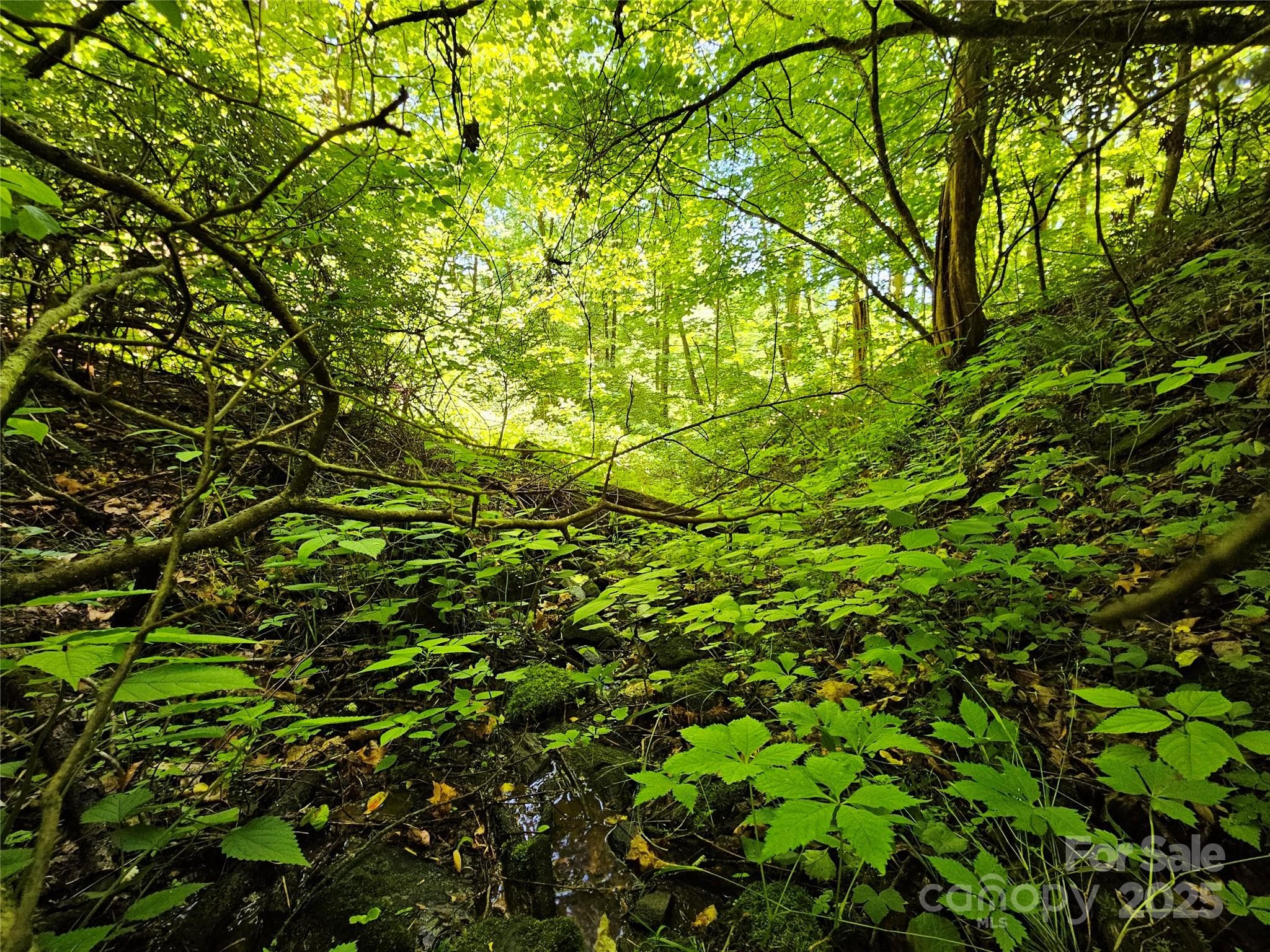 Lot at Waynesville, photo 8 of 16