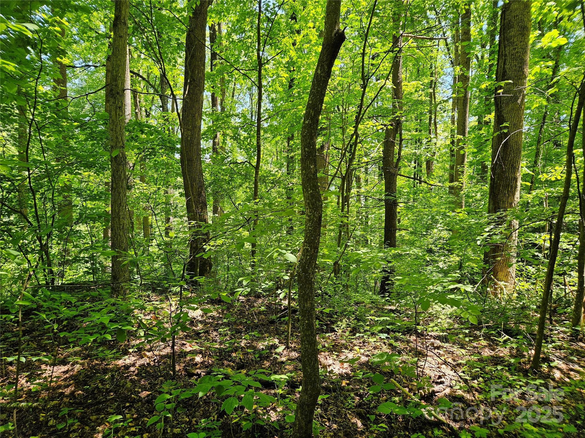 Lot at Waynesville, photo 11 of 16