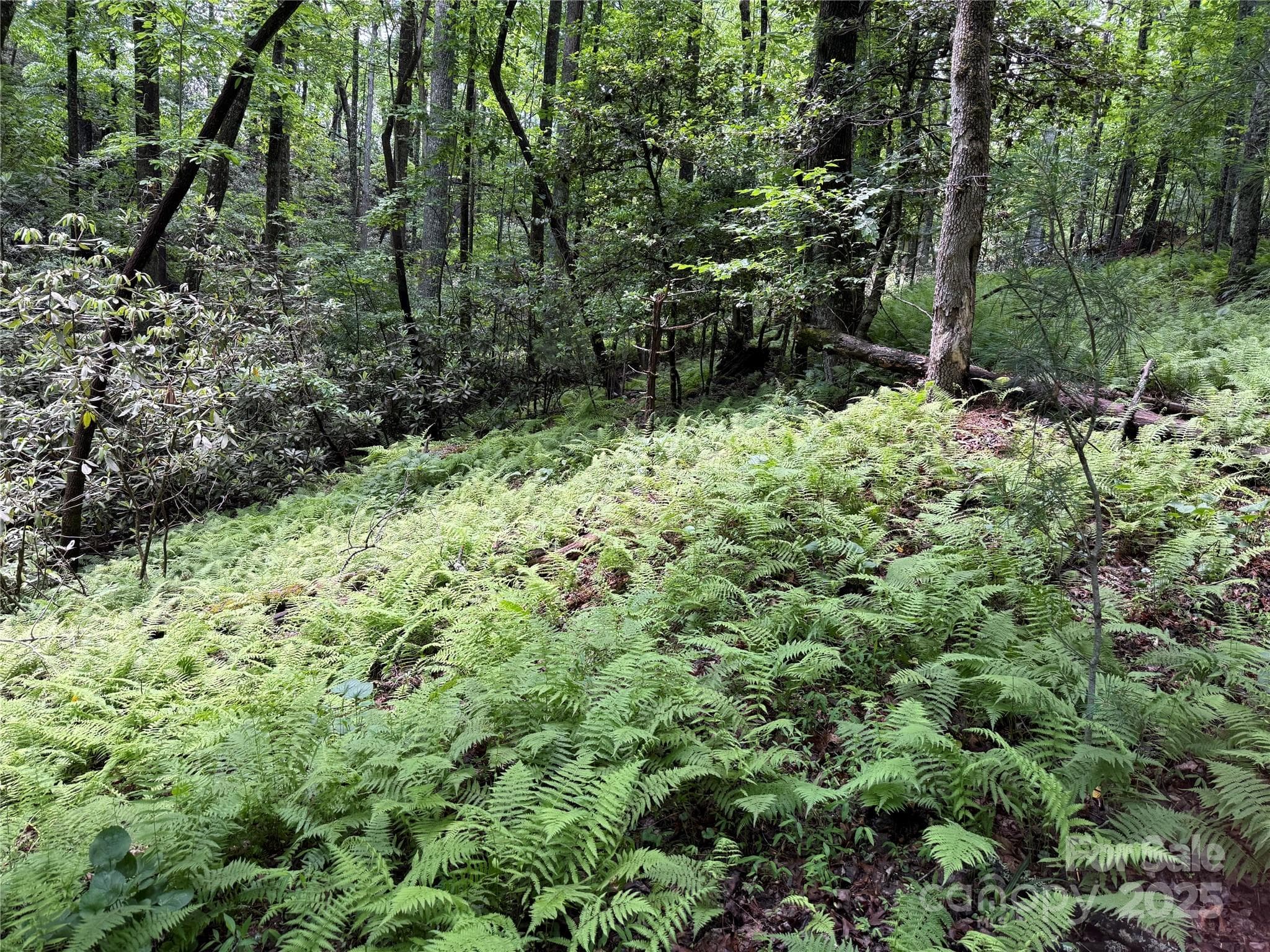 Viewing from the back of the property road bed towards a potential build area. - TBD Caroline Lane, Pisgah Forest