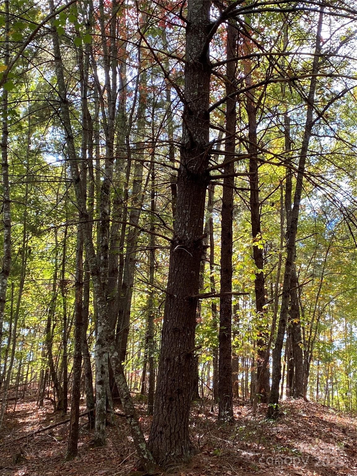 Lot at Lake Lure, photo 5 of 20