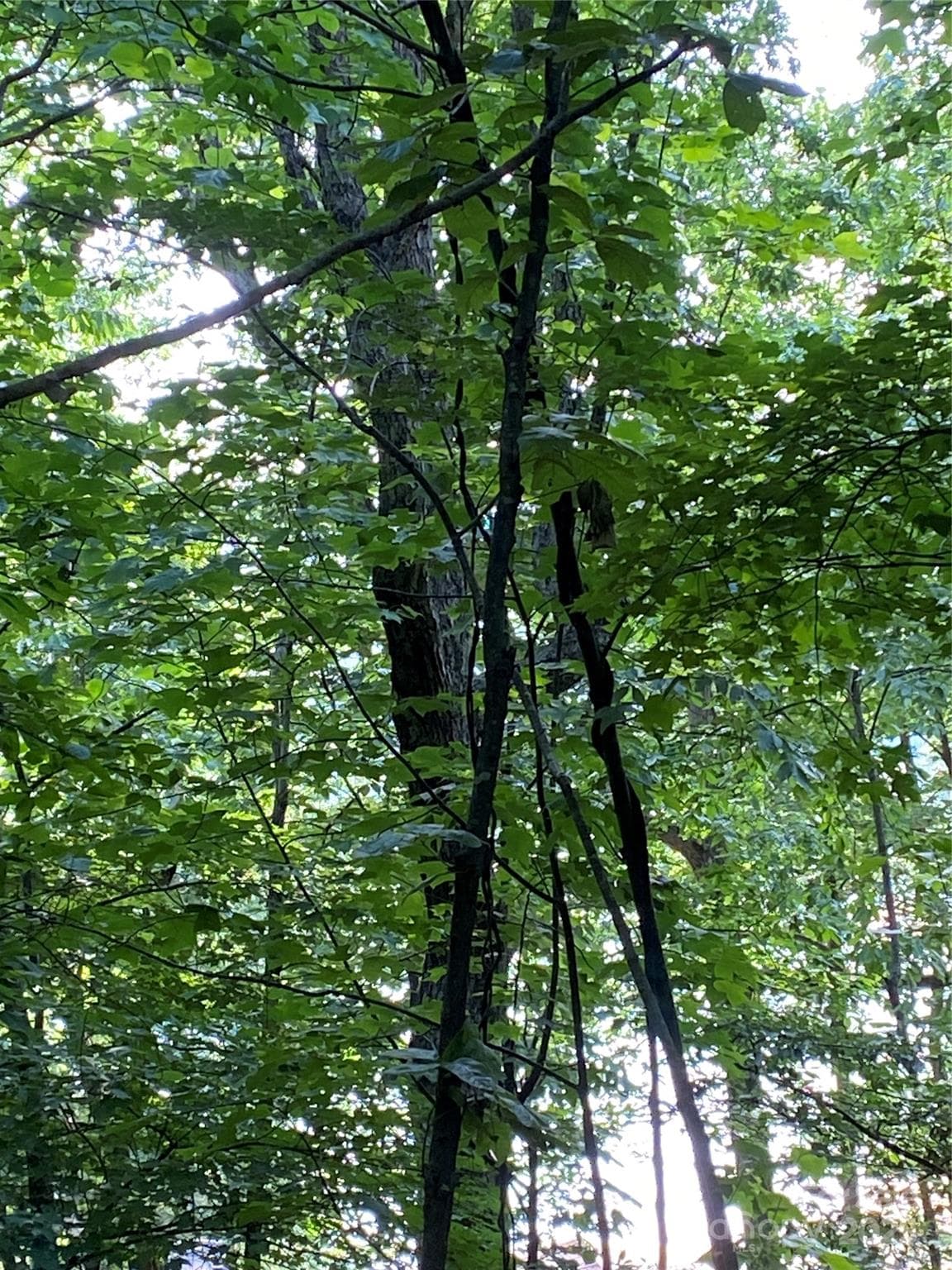 Lot at Lake Lure, photo 9 of 18