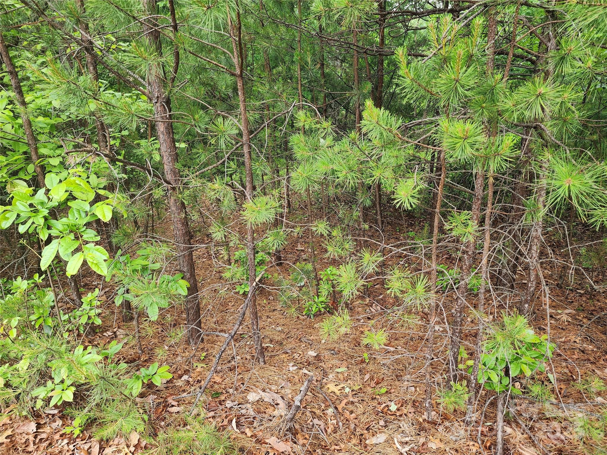 Lot at Chestnut Mountain Farms, McGrady, photo 7 of 16