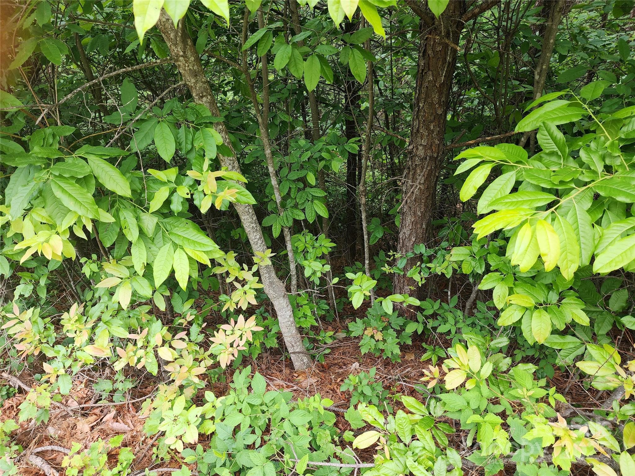 Lot at Chestnut Mountain Farms, McGrady, photo 8 of 16