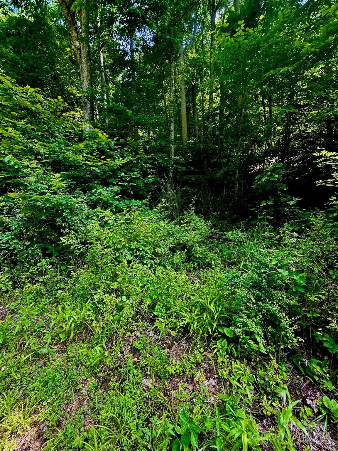 Acreage at 700 Wooded Mountain Trail, Mars Hill, photo 10 of 13
