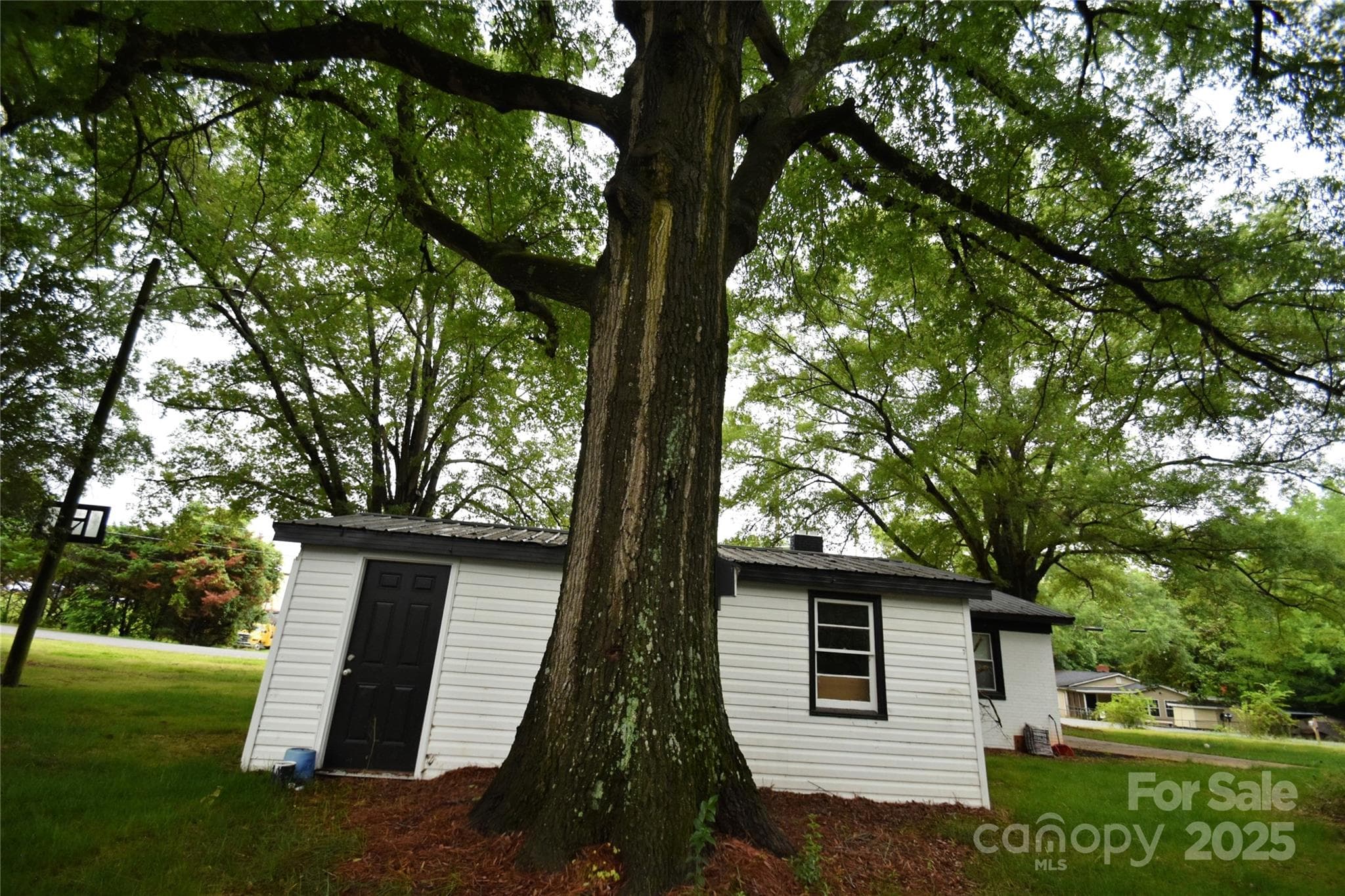Back of Shed & second Entry Door - wide Angle view, What a Tree! - 706 Mcintyre Street, Monroe